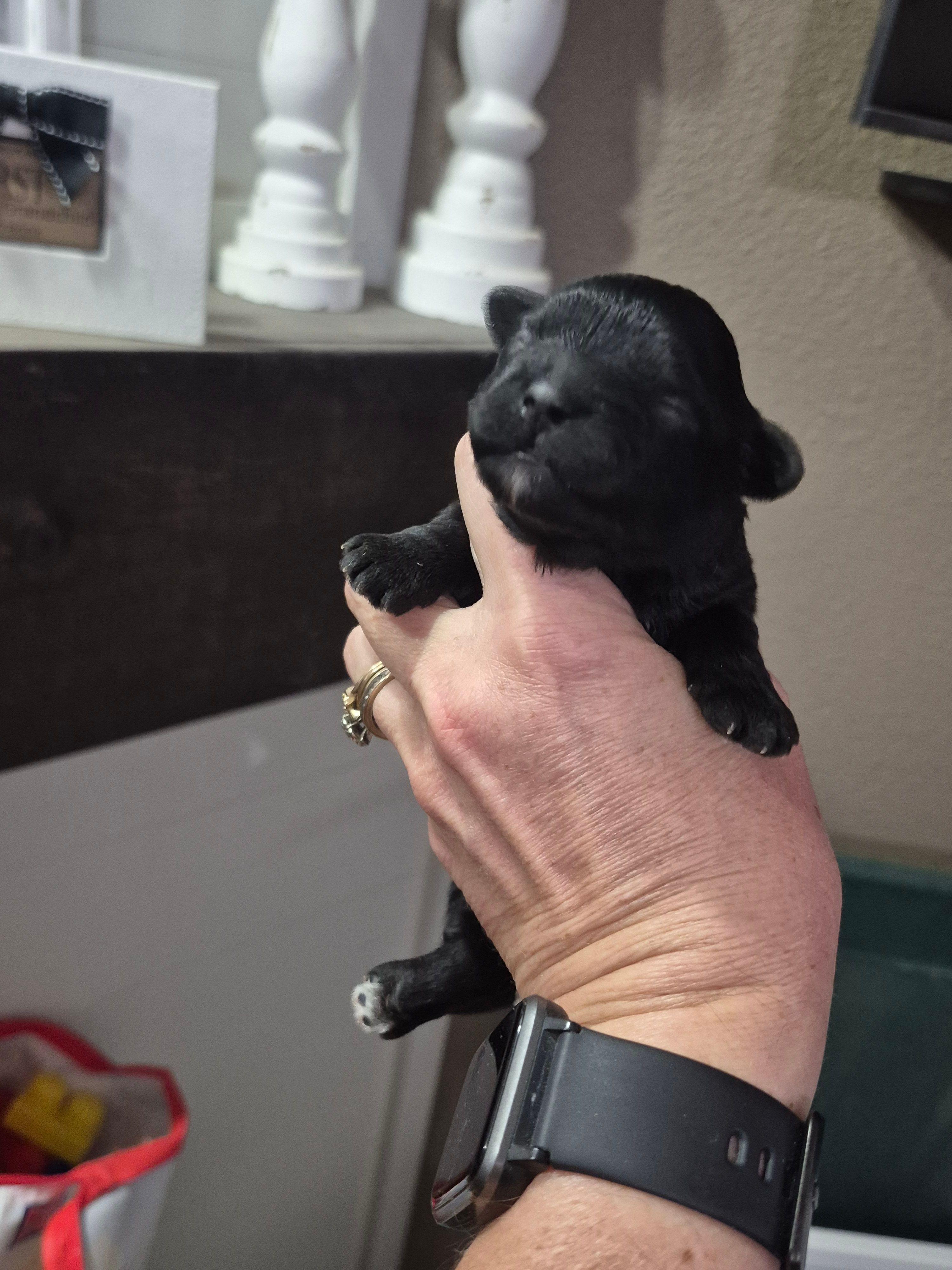 Steel – Maltipoo puppy for sale in Mount Olive, NC