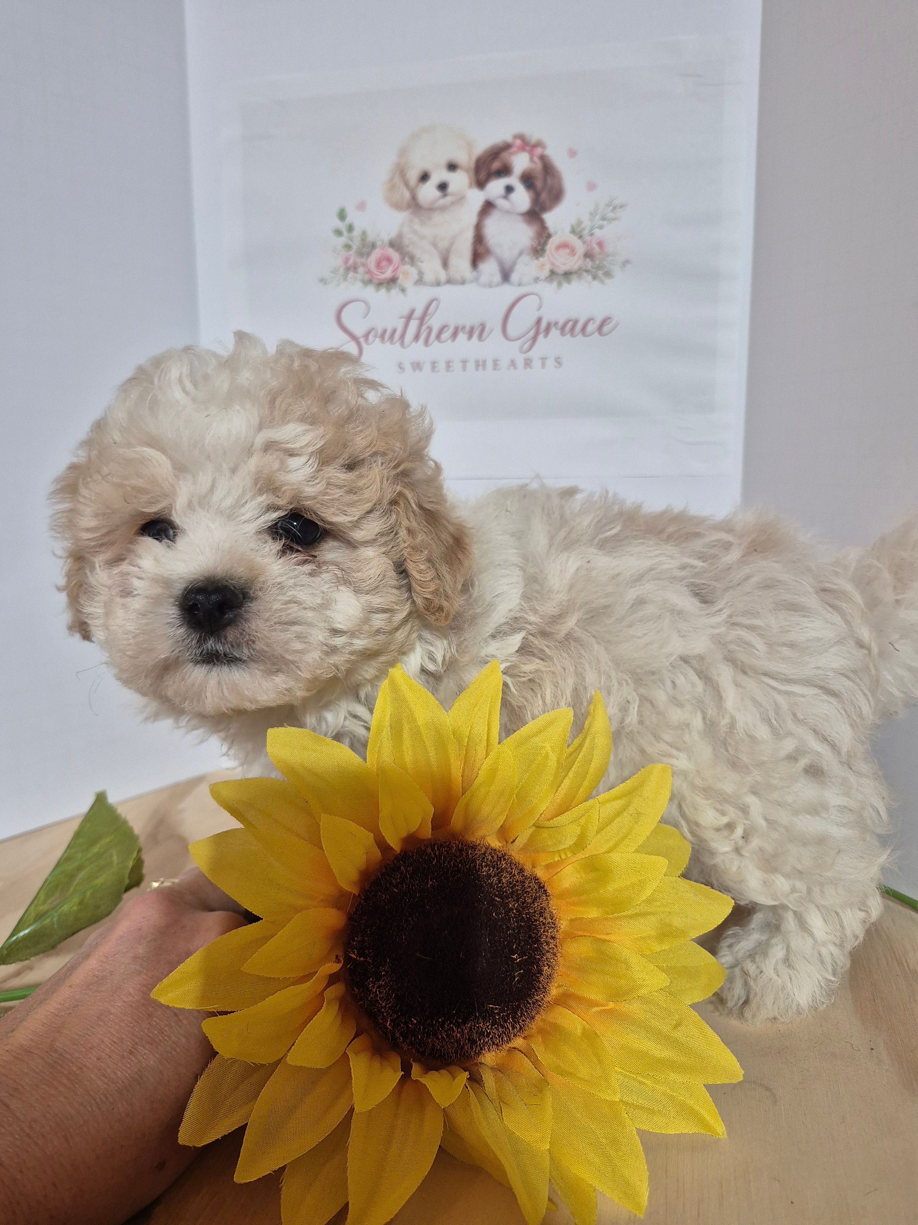 READY NOW! Rocky – Maltipoo puppy for sale in Mount Olive, NC