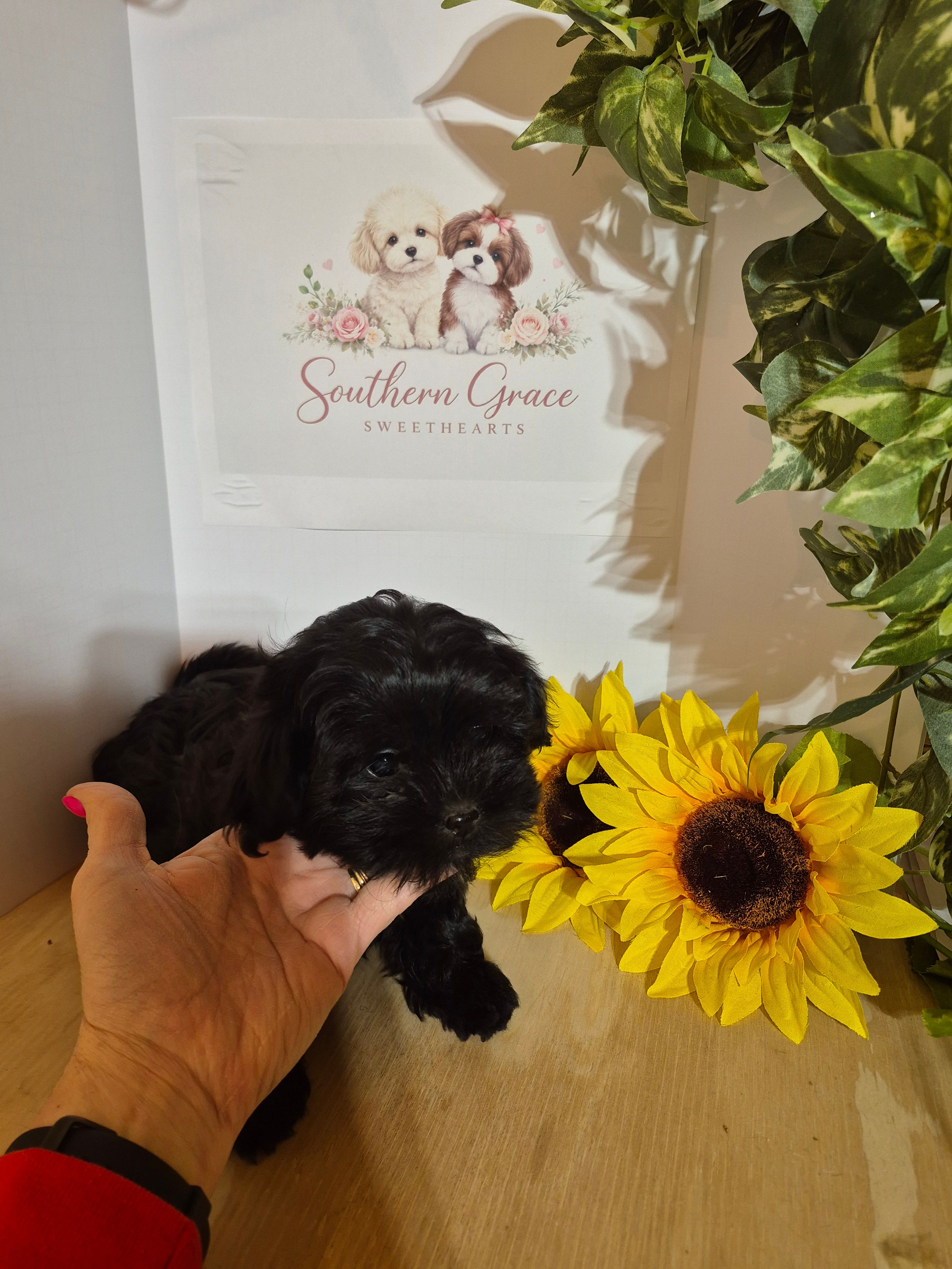 Pearl - READY NOW! – Shihpoo puppy for sale in Mount Olive, NC
