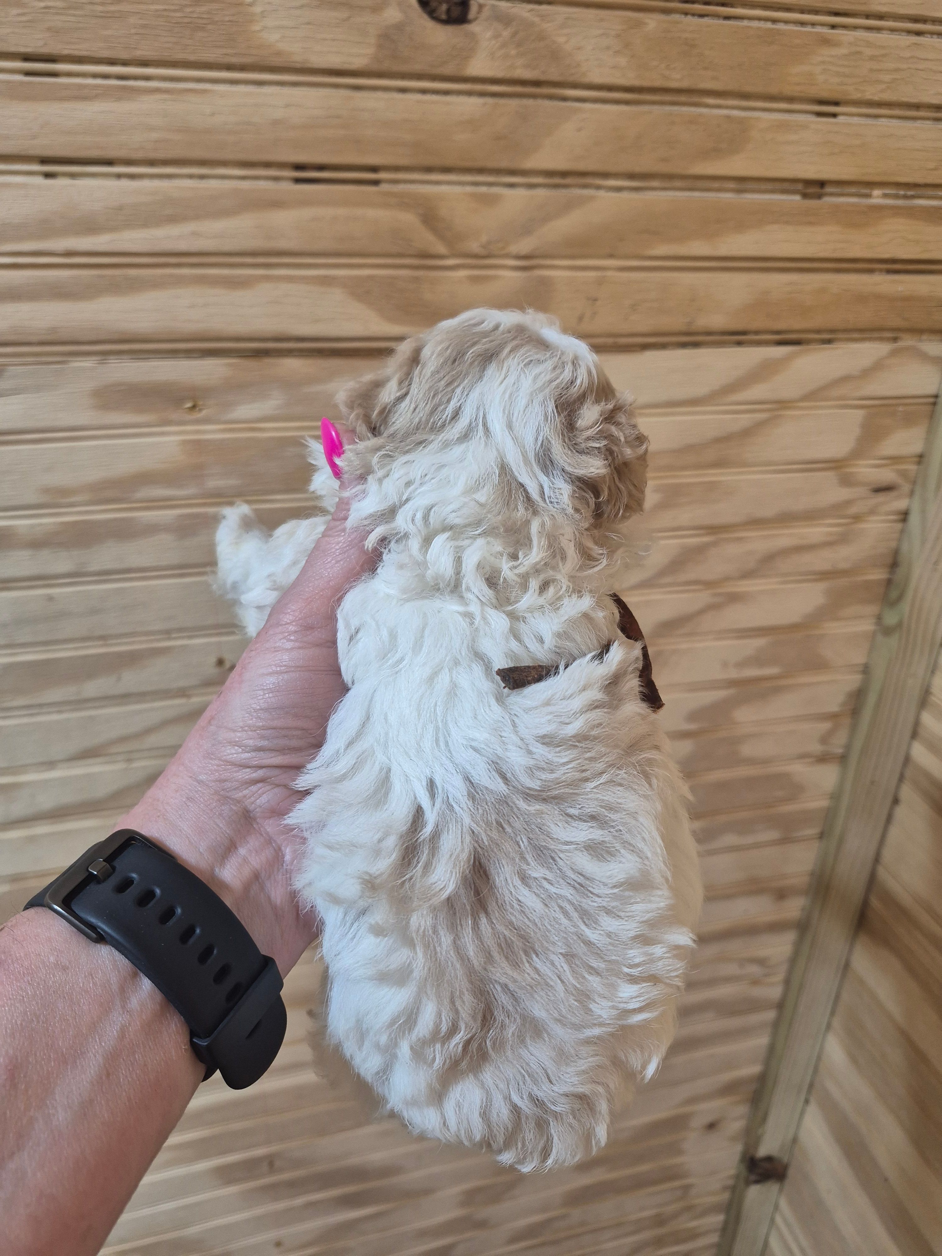 Rocky – Maltipoo puppy for sale in Mount Olive, NC