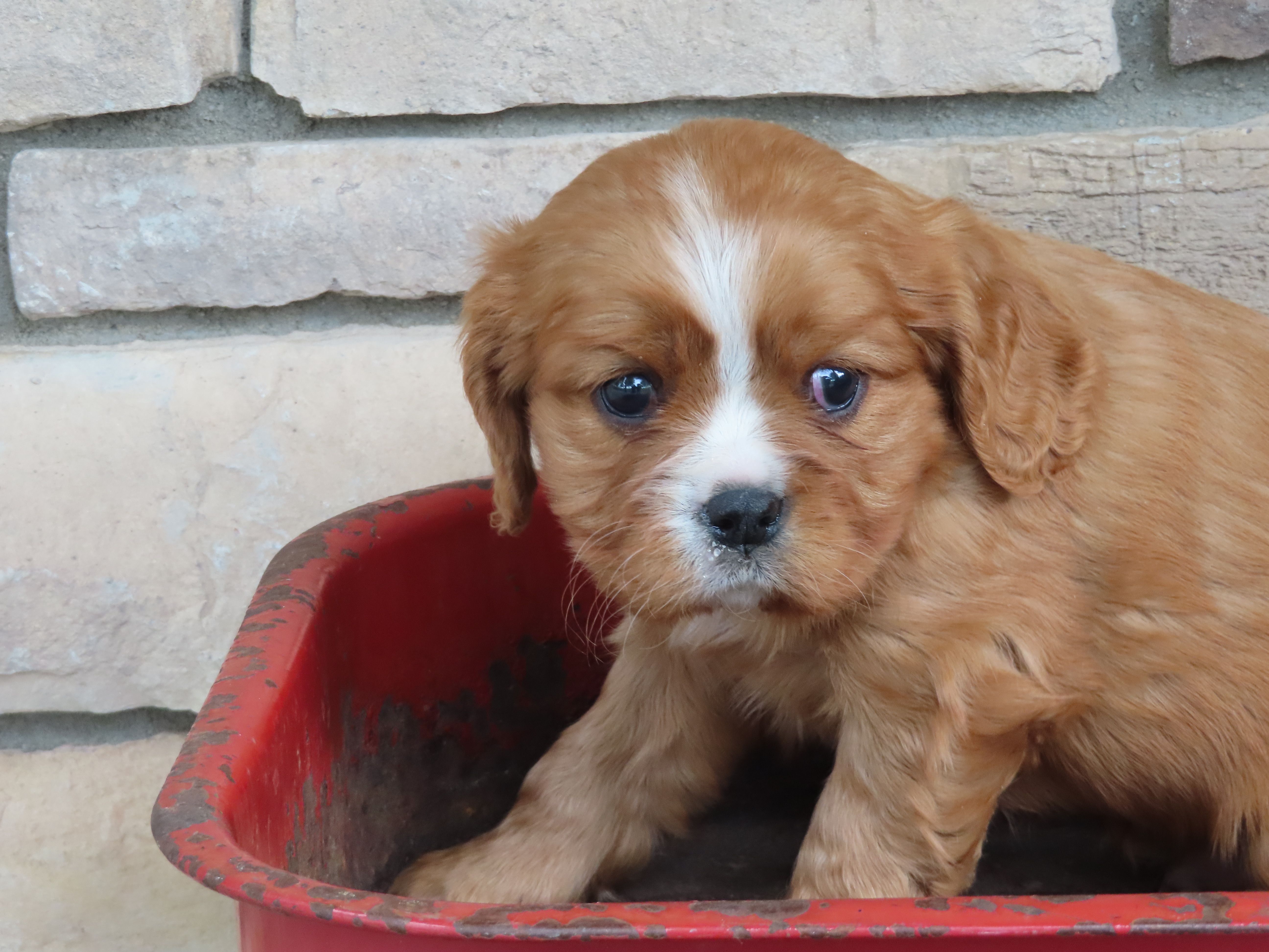 Jack – Cavalier King Charles Spaniel puppy for sale in Wirtz, VA
