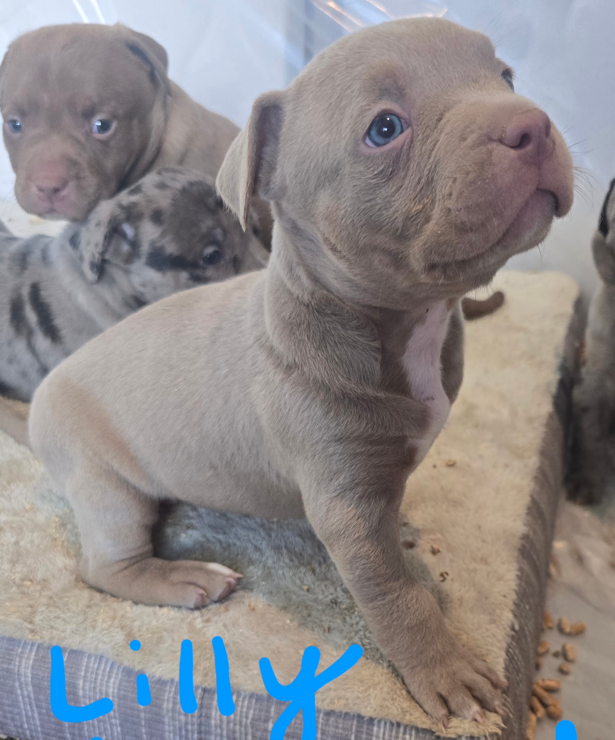 Lilly – American Bully puppy for sale in West Milton, OH