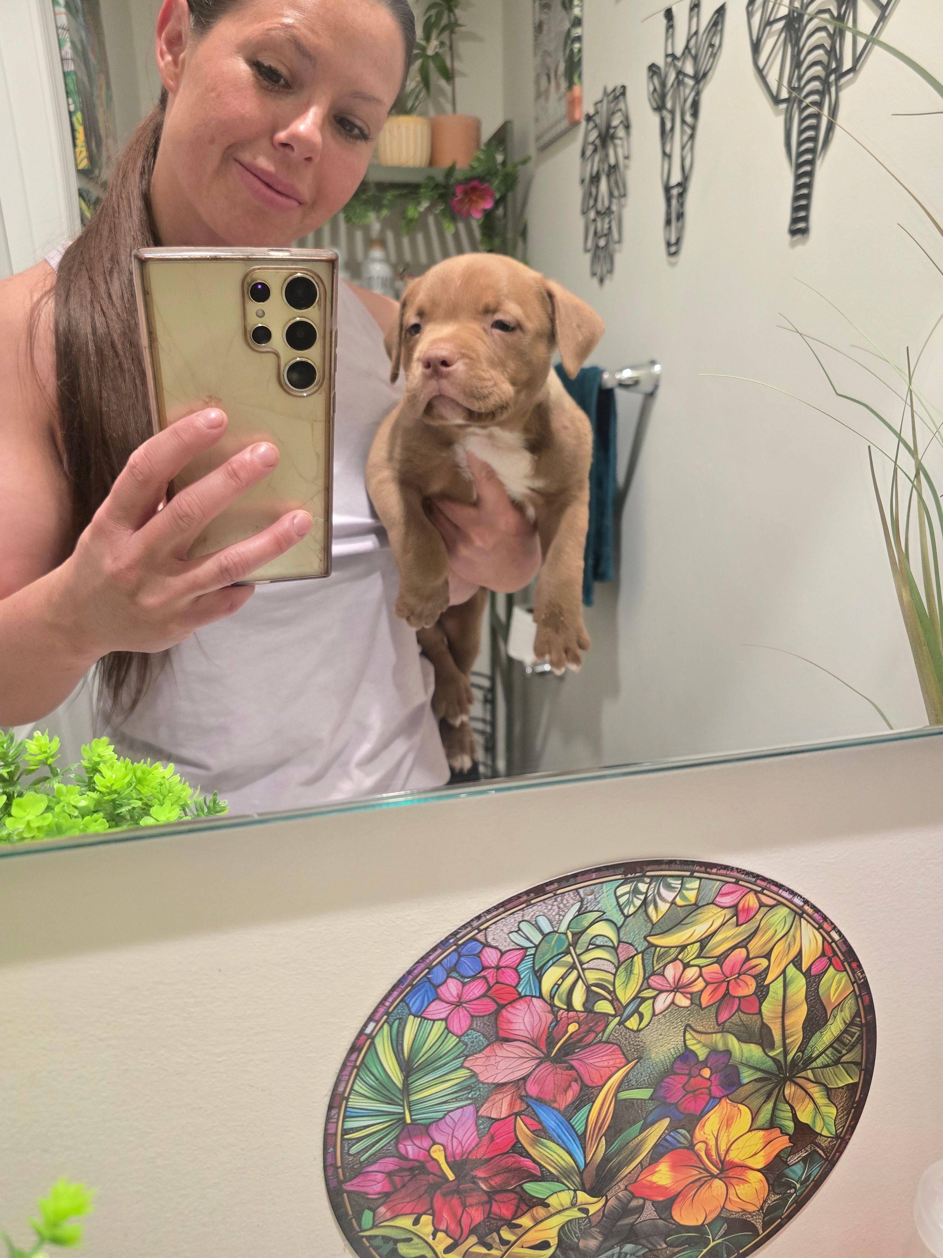 Grizzly – American Bully puppy for sale in West Milton, OH