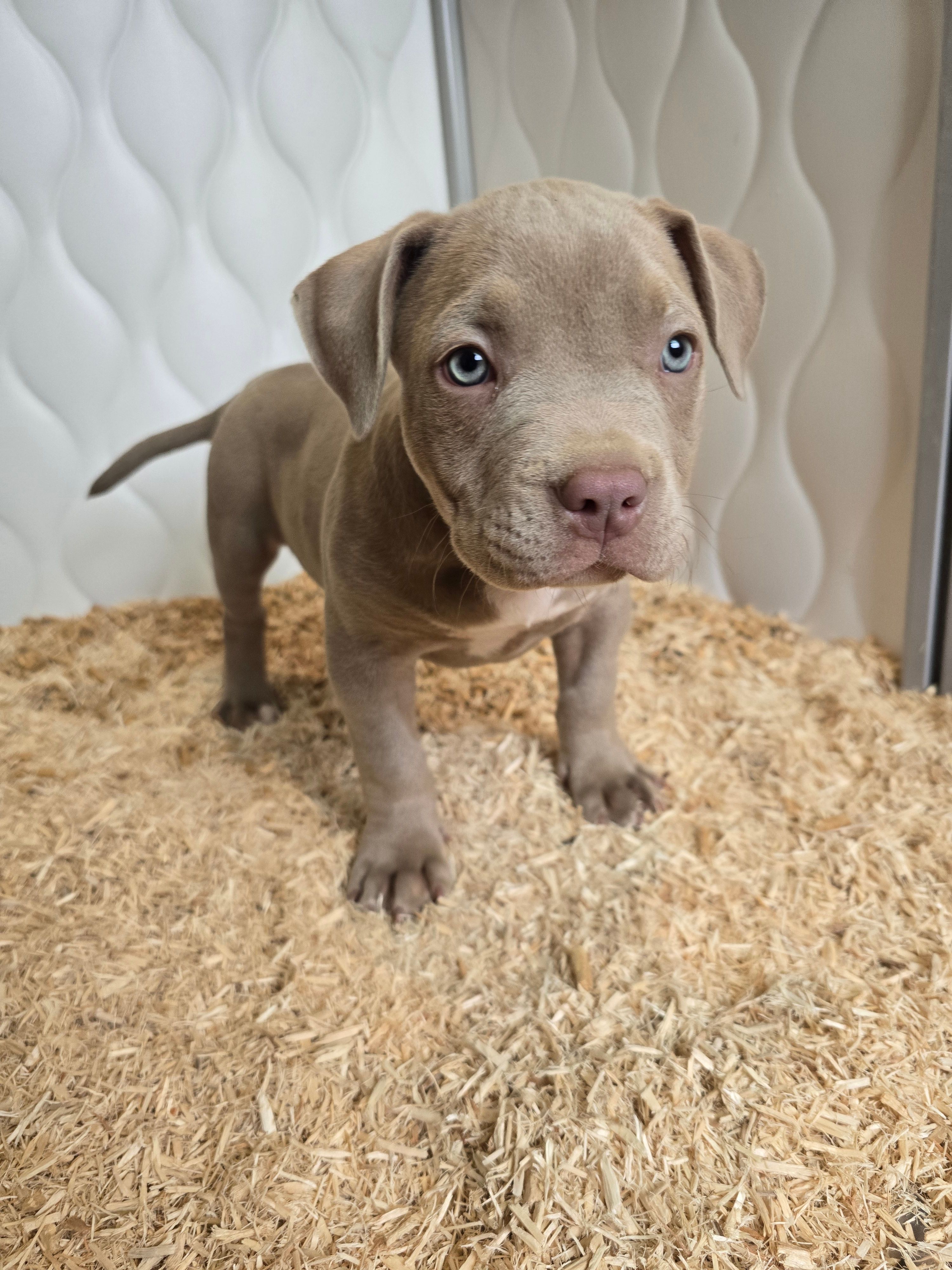 Lilly – American Bully puppy for sale in West Milton, OH