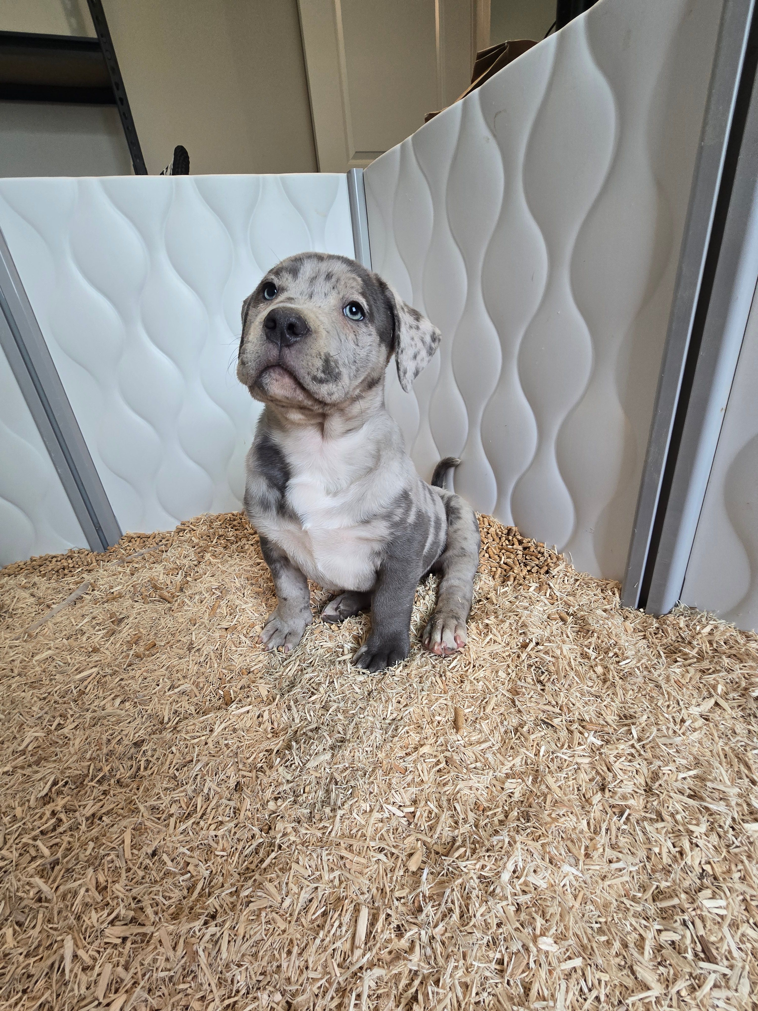 Bolt – American Bully puppy for sale in West Milton, OH