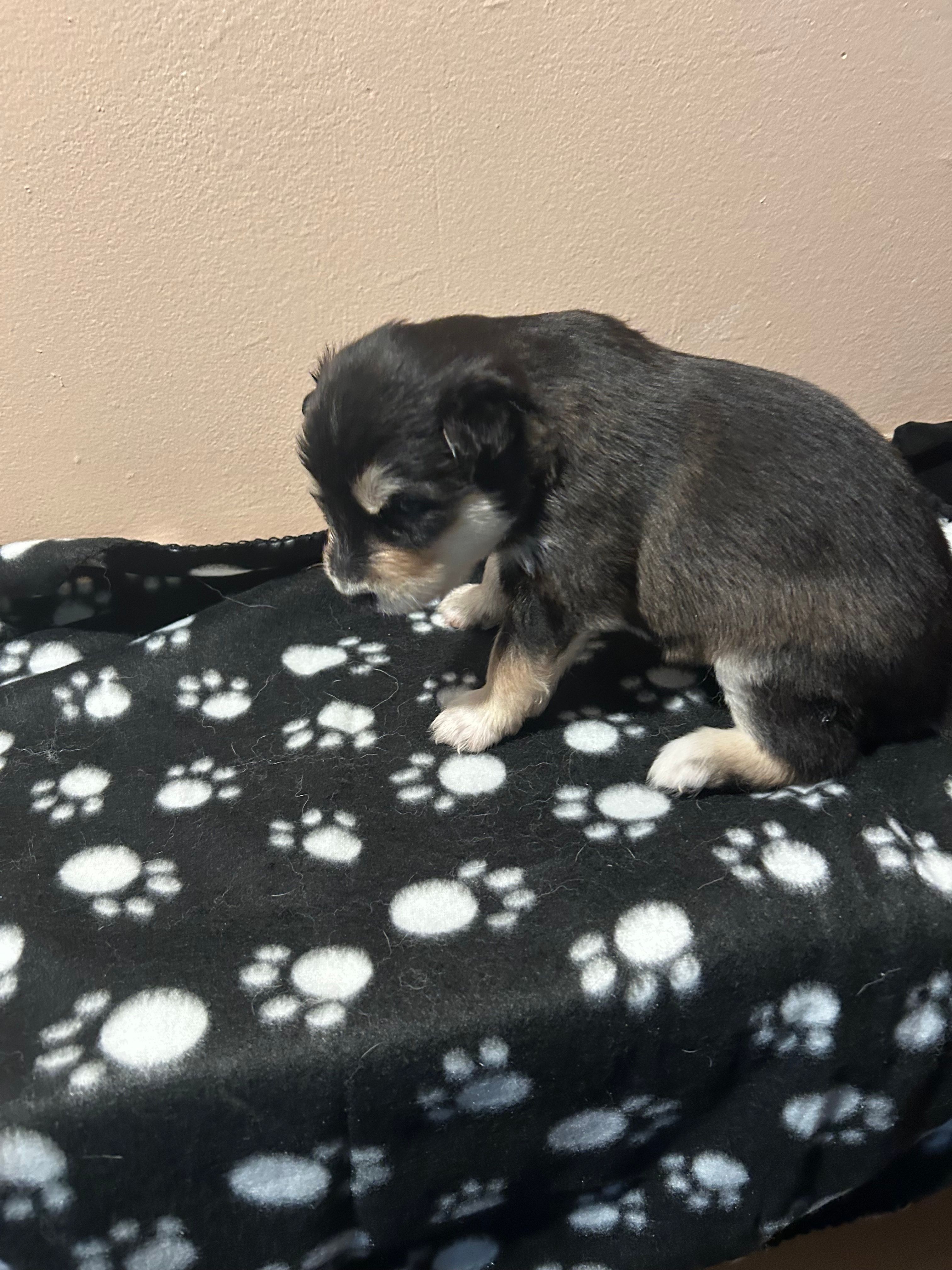 Lokita – Alaskan Malamute puppy for sale in Minnetrista, MN