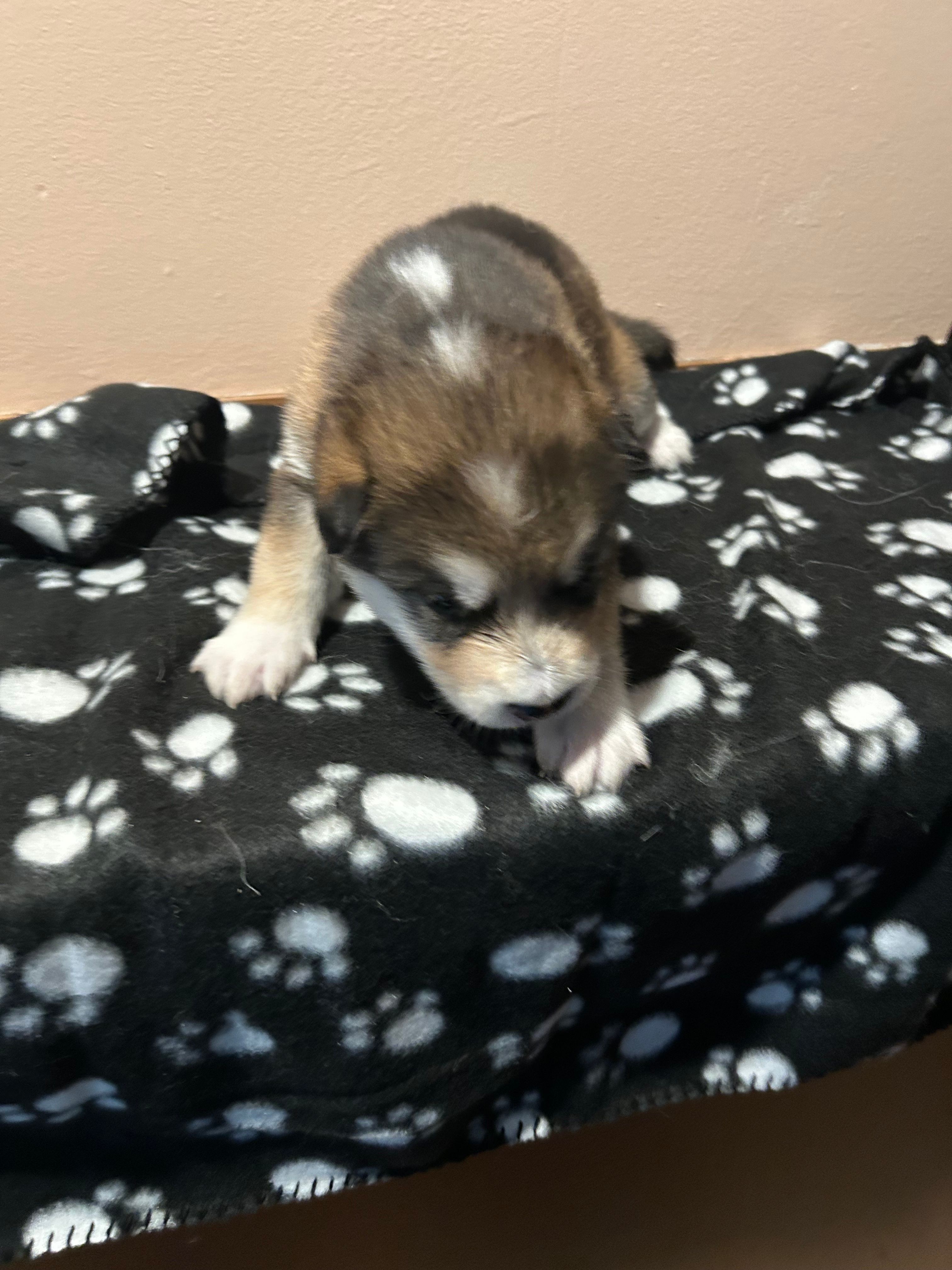 3Spot – Alaskan Malamute puppy for sale in Minnetrista, MN