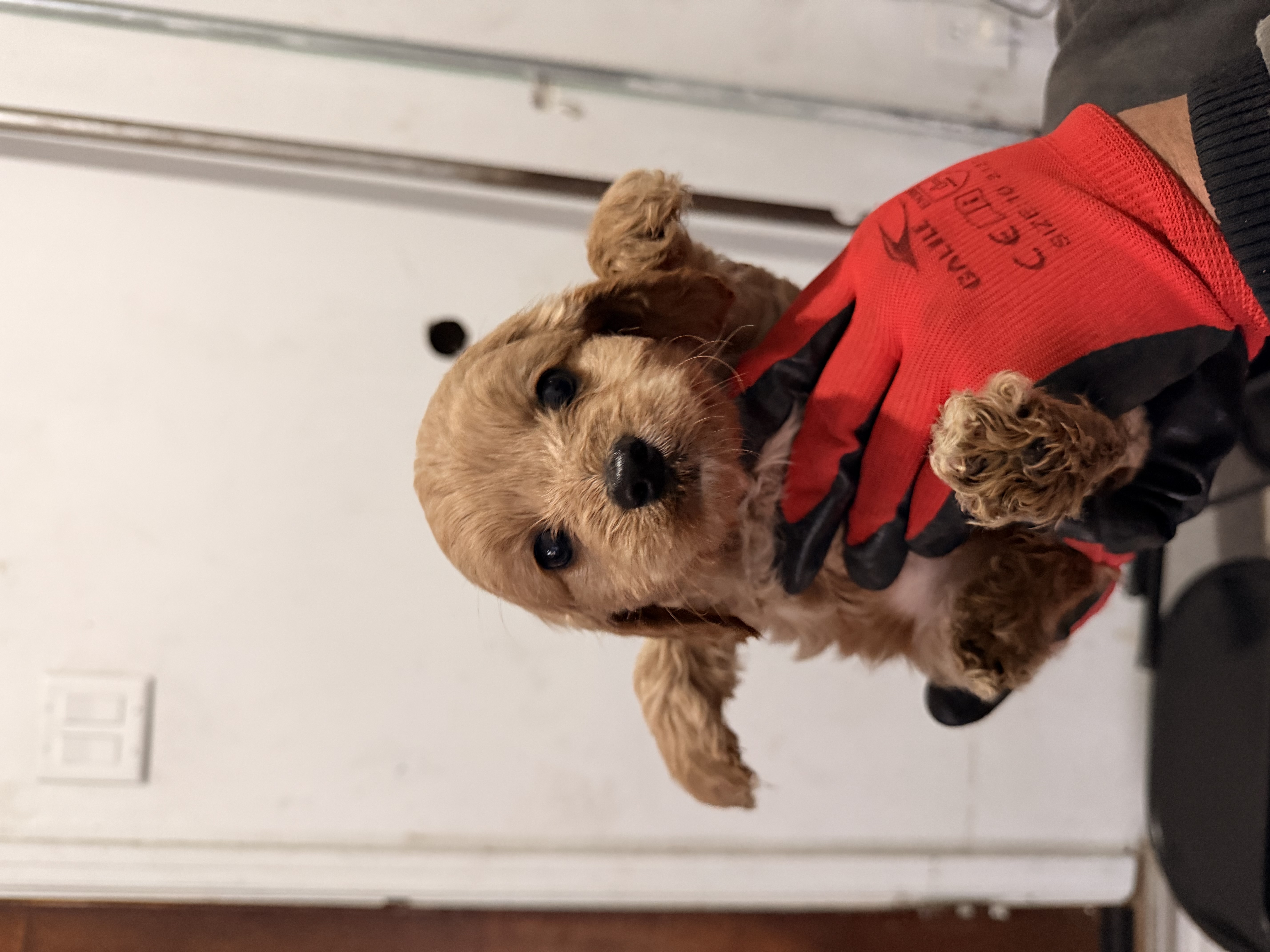 Oakley – Cockapoo, Miniature Goldendoodle puppy for sale in Indianapolis, IN