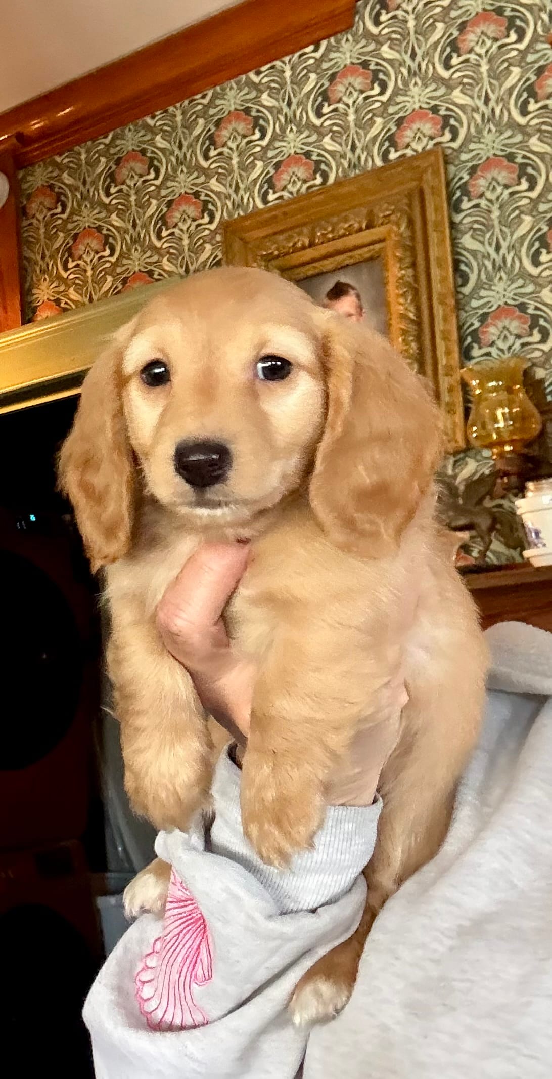 Justin – Miniature Dachshund puppy for sale in Morton, IL