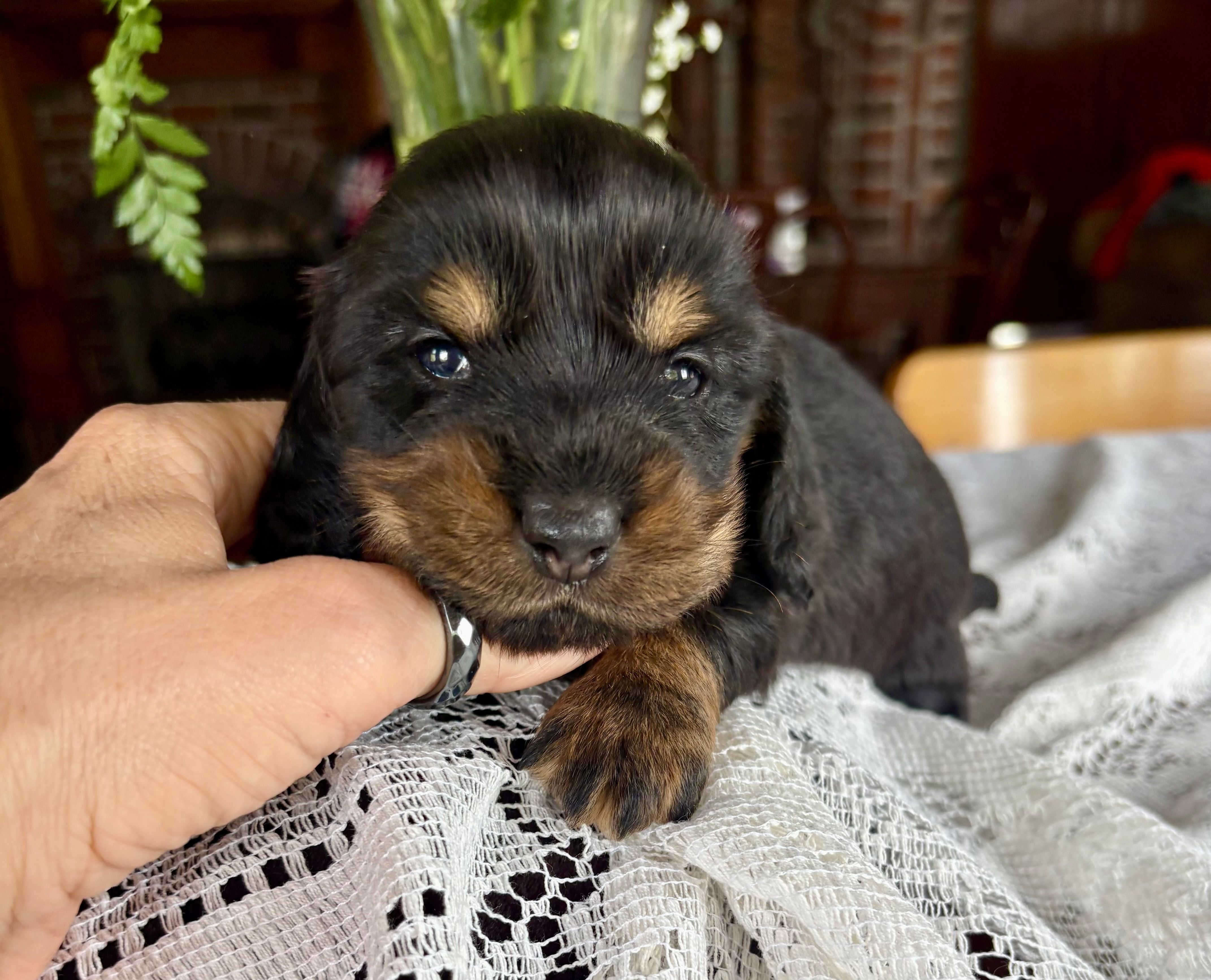 Laney – Miniature Dachshund puppy for sale in Morton, IL
