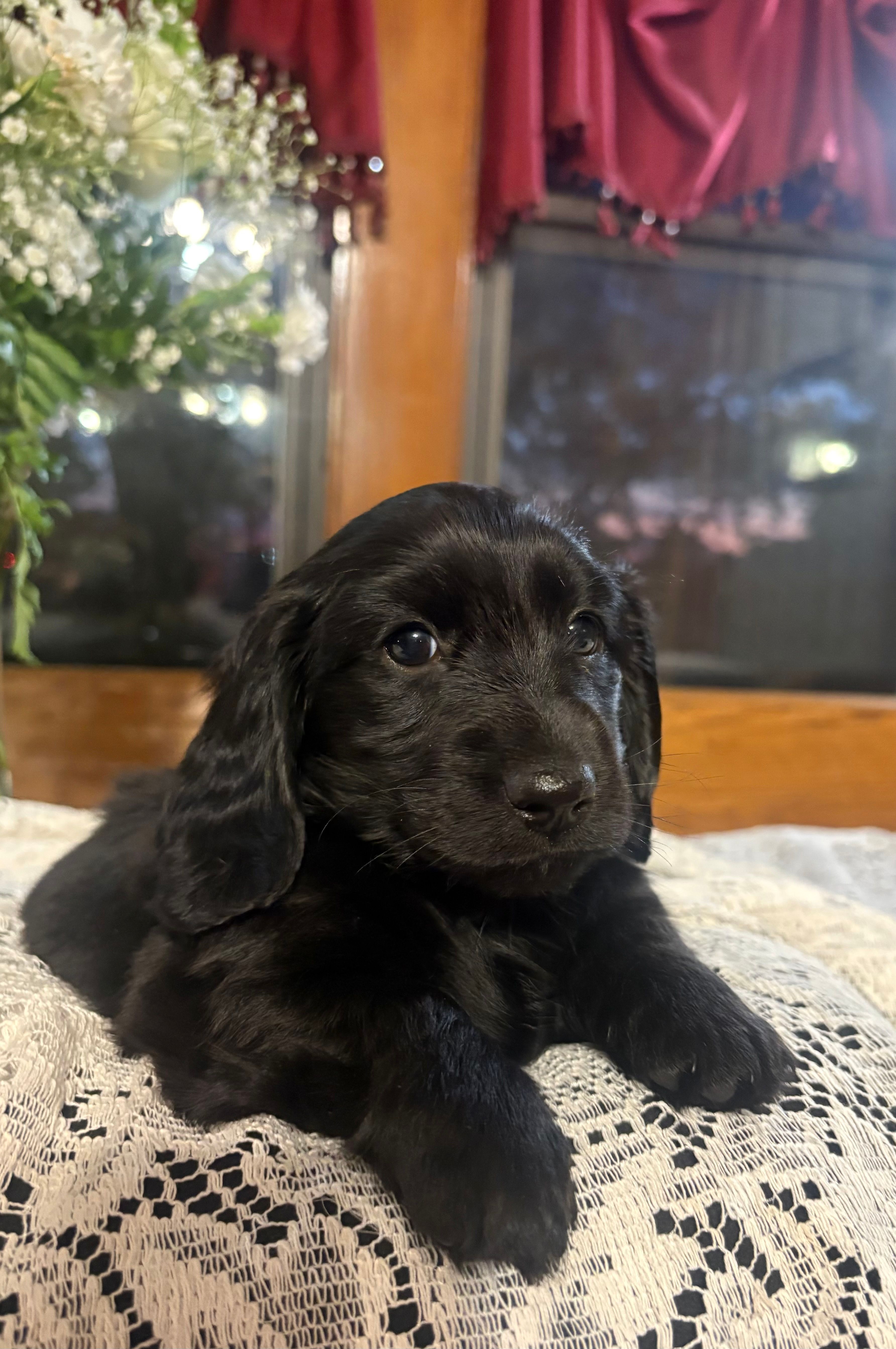 Buttercup – Miniature Dachshund puppy for sale in Morton, IL