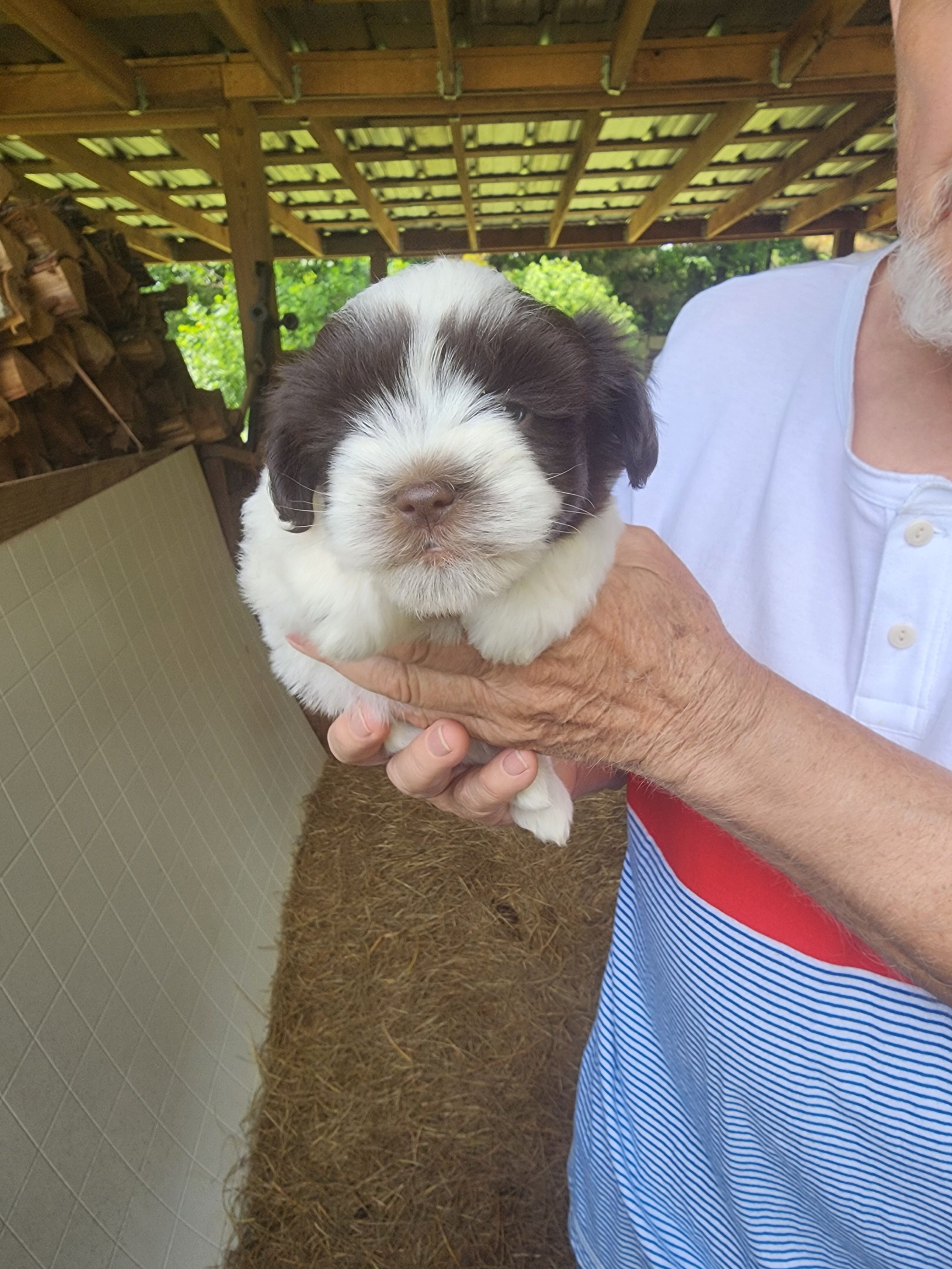 Dalton – Miniature Schnauzer puppy for sale in Alexander City, AL