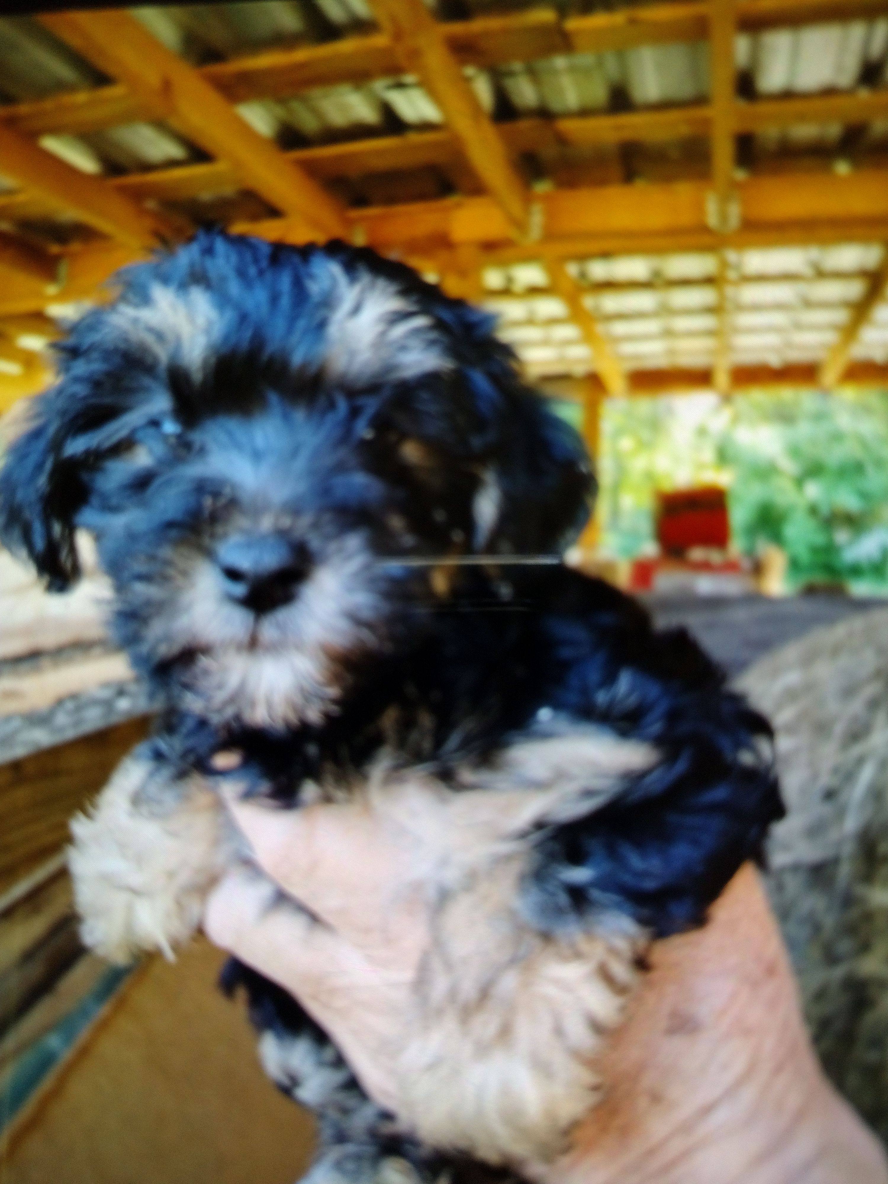 Loki – Yorkipoo puppy for sale in Alexander City, AL