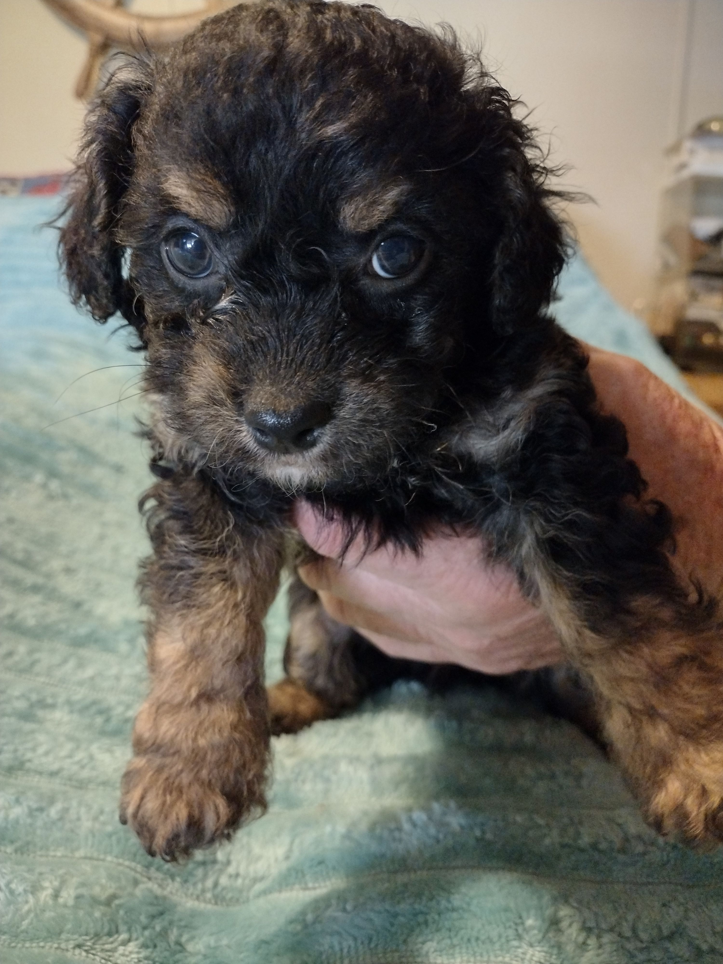 Ace – Poodle - Toy  puppy for sale in Alexander City, AL