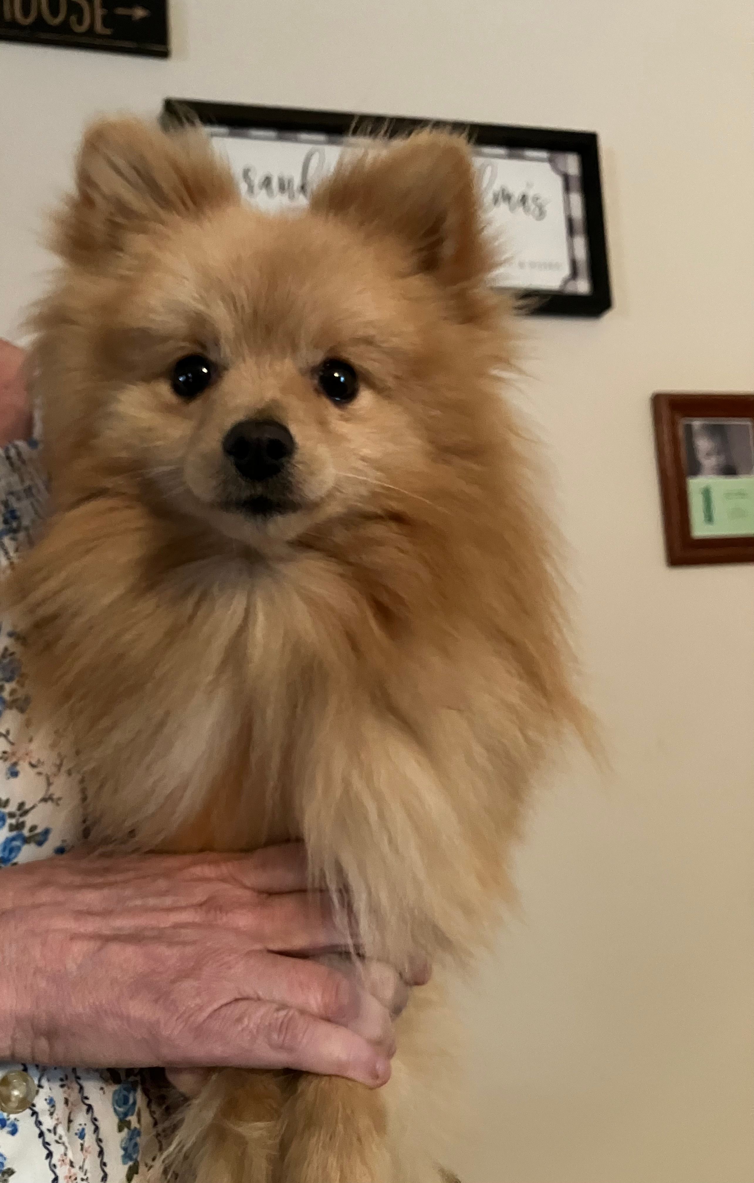 Nicki – Pomeranian puppy for sale in Wilmington, NC