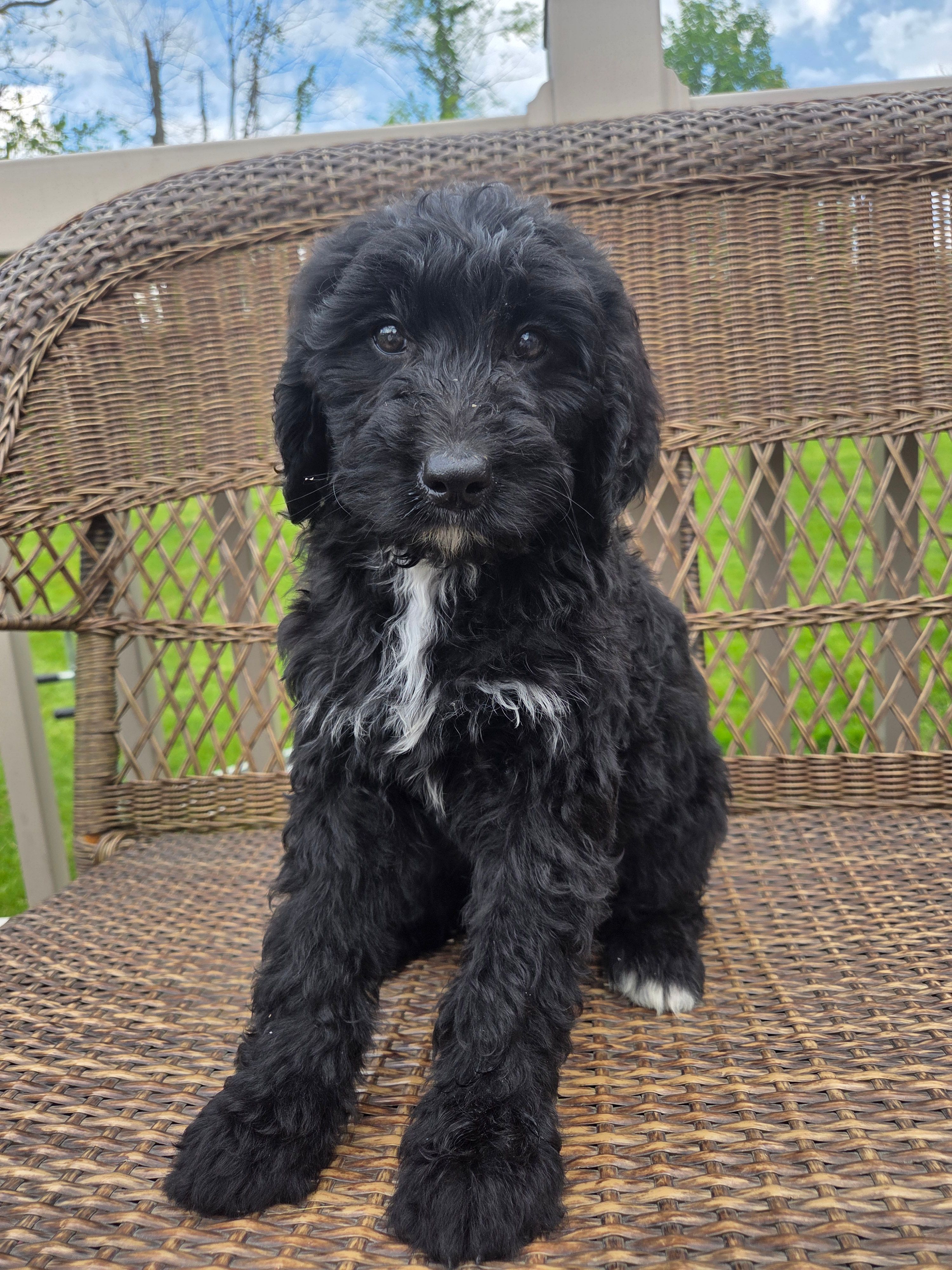 Maggie – Bernedoodle puppy for sale in Cadiz, OH