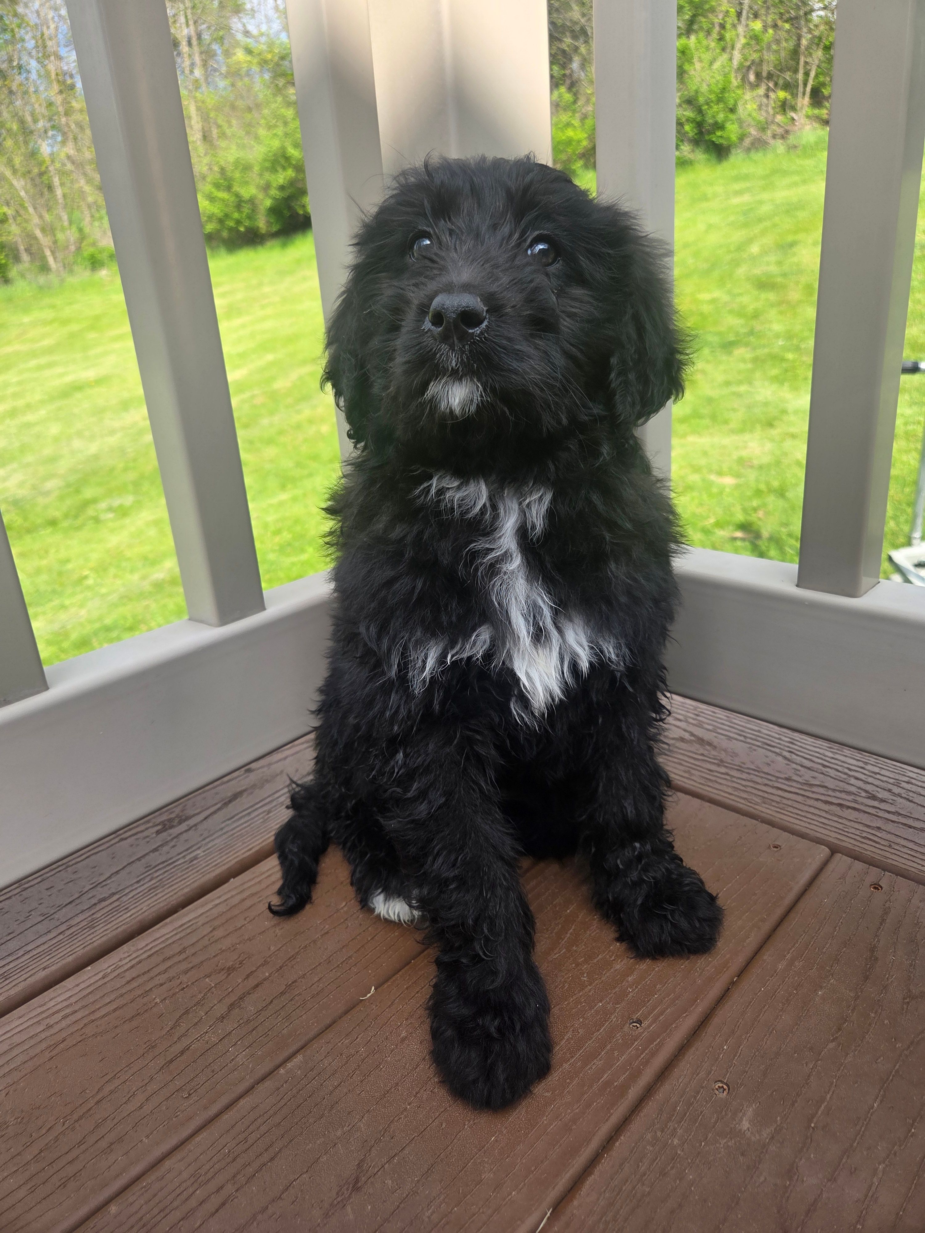Daisy – Bernedoodle puppy for sale in Cadiz, OH