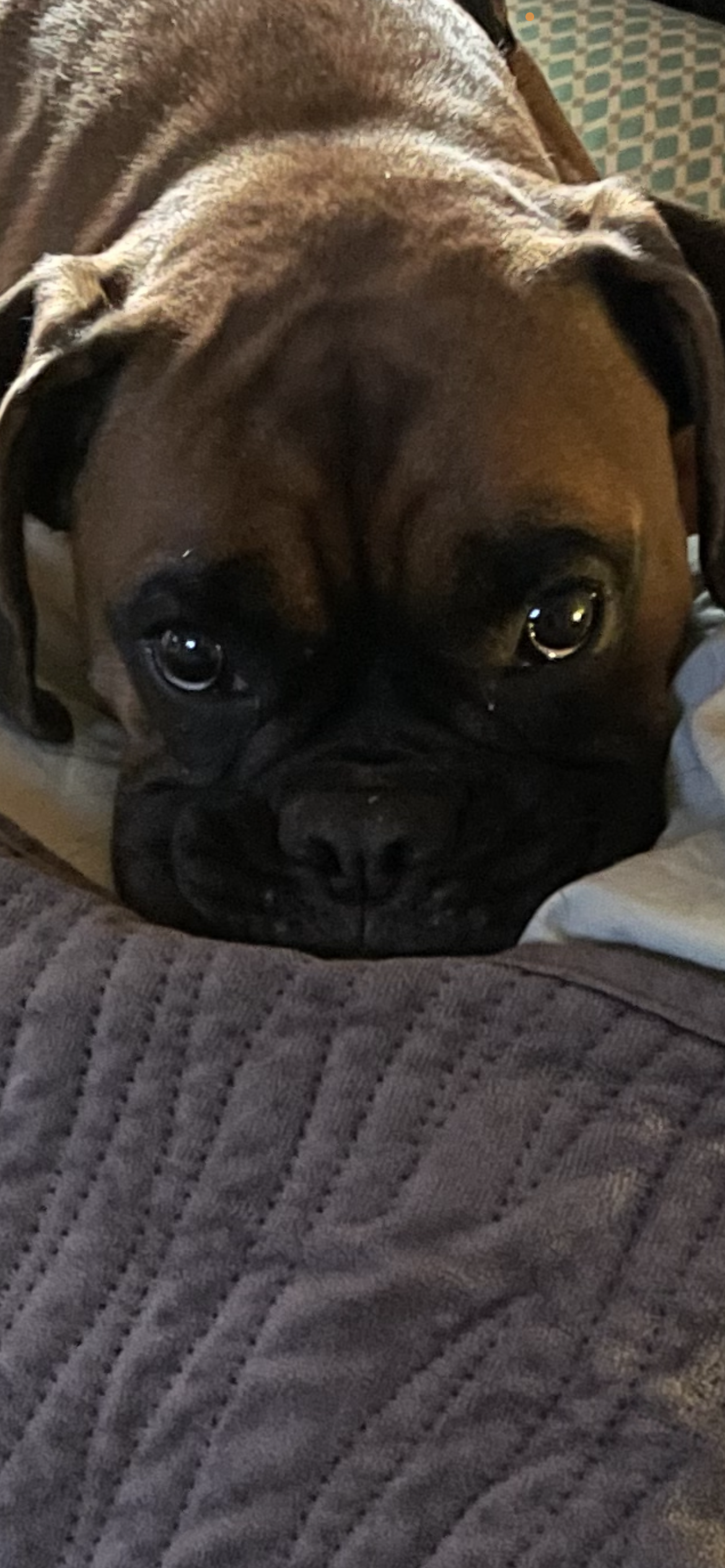 Sandy – Boxer puppy for sale in Wood River, IL