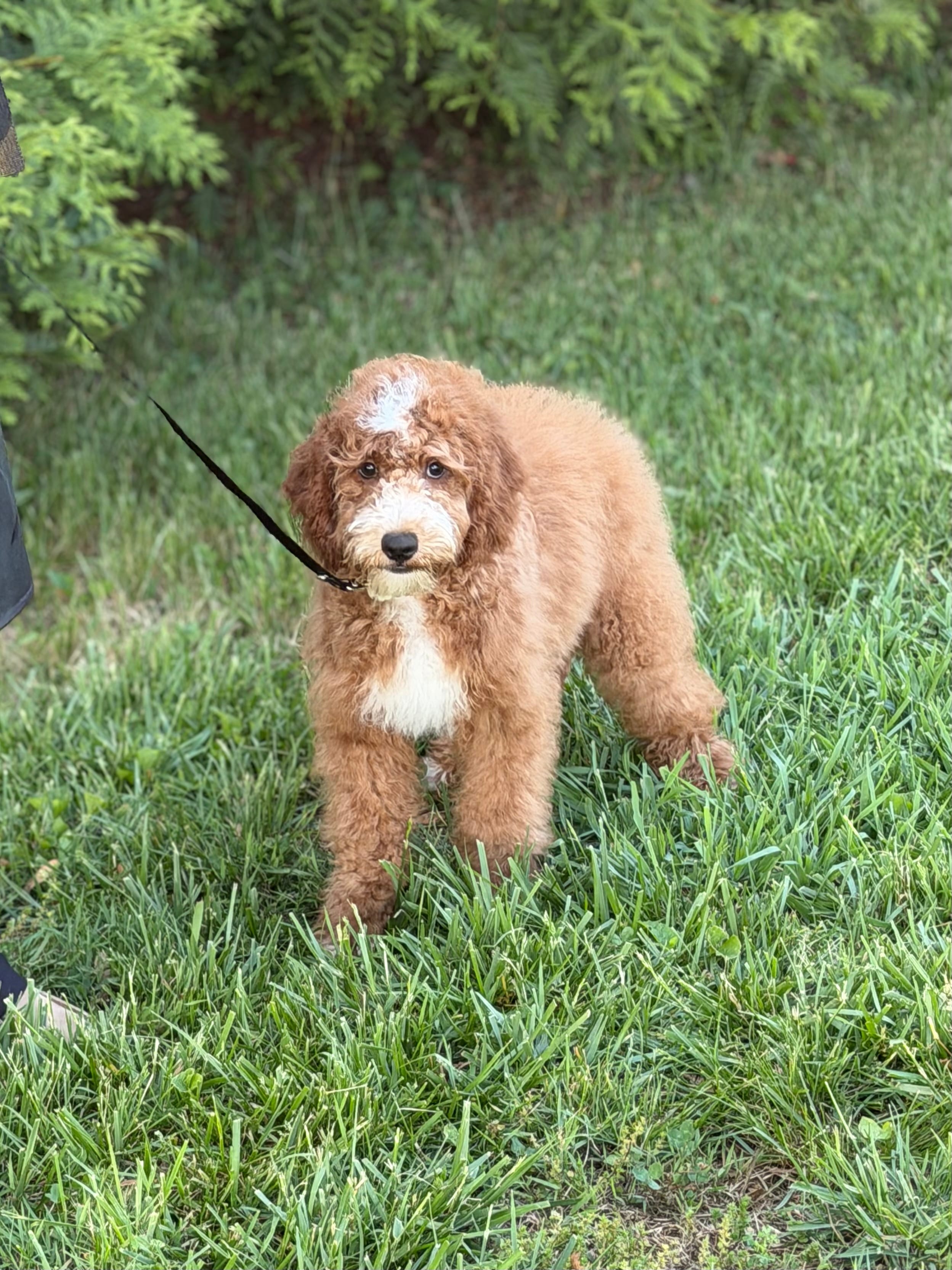 Charlie  – Cockapoo, Miniature Goldendoodle puppy for sale in Boonville, NC