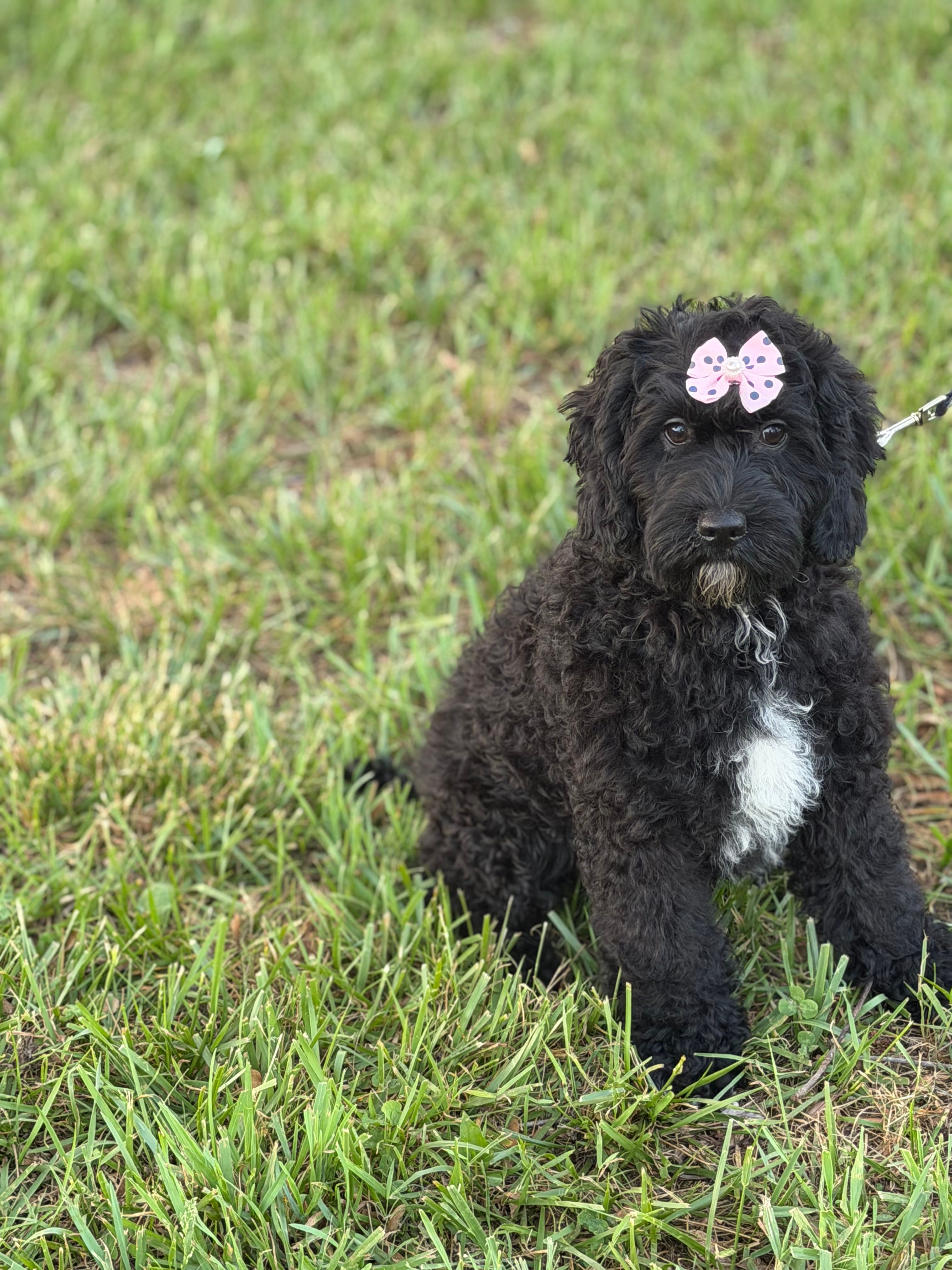 Bunnie  – Cockapoo, Miniature Goldendoodle puppy for sale in Boonville, NC