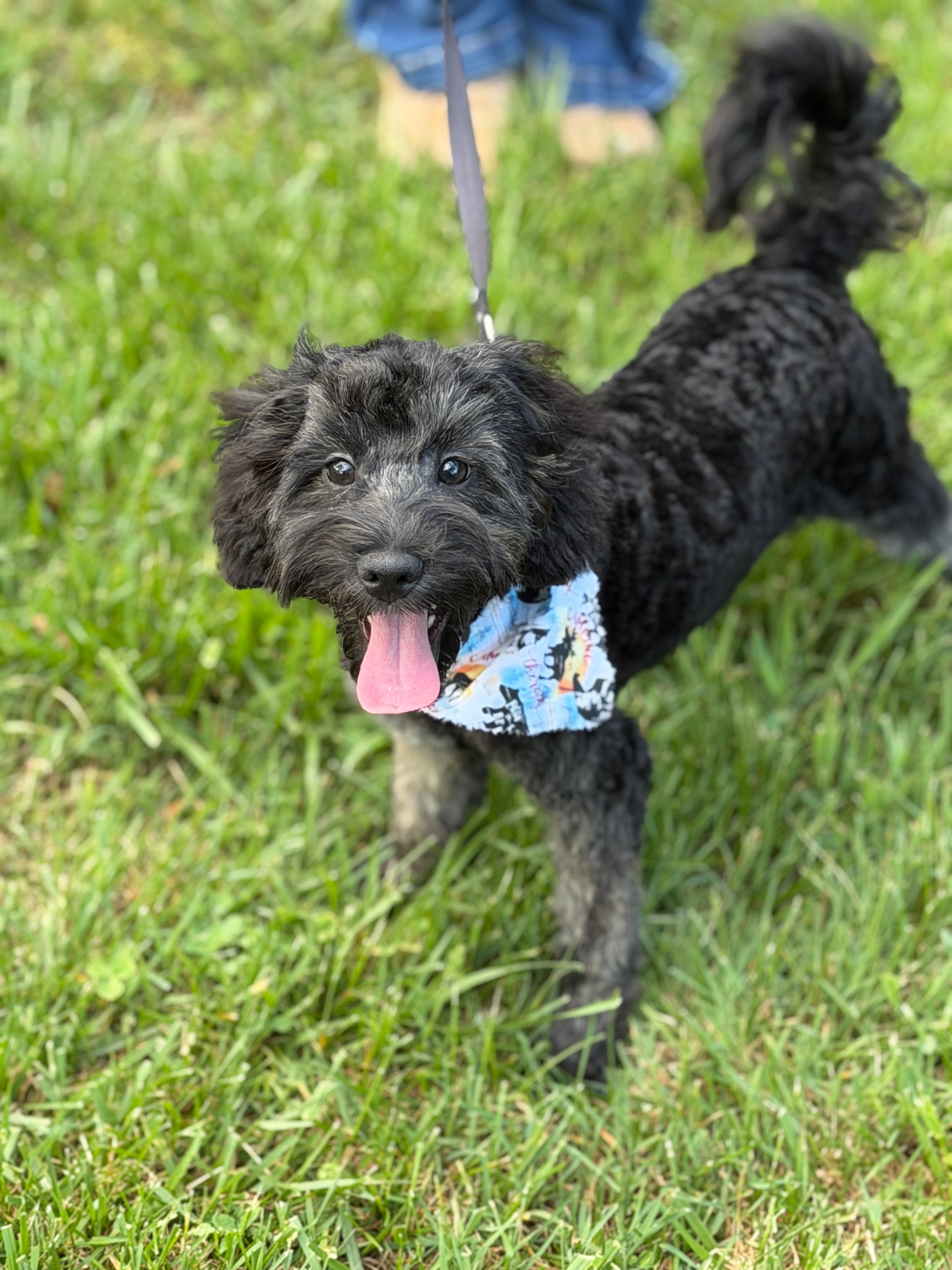 Jackson in training  – Cockapoo, Poodle - Miniature  puppy for sale in Boonville, NC