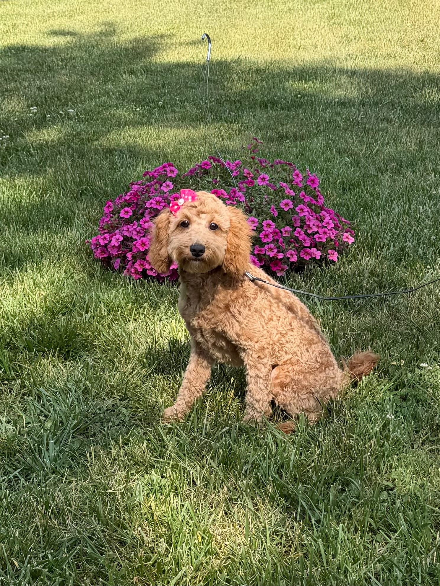 Dora  – Cockapoo, Poodle - Miniature  puppy for sale in Boonville, NC