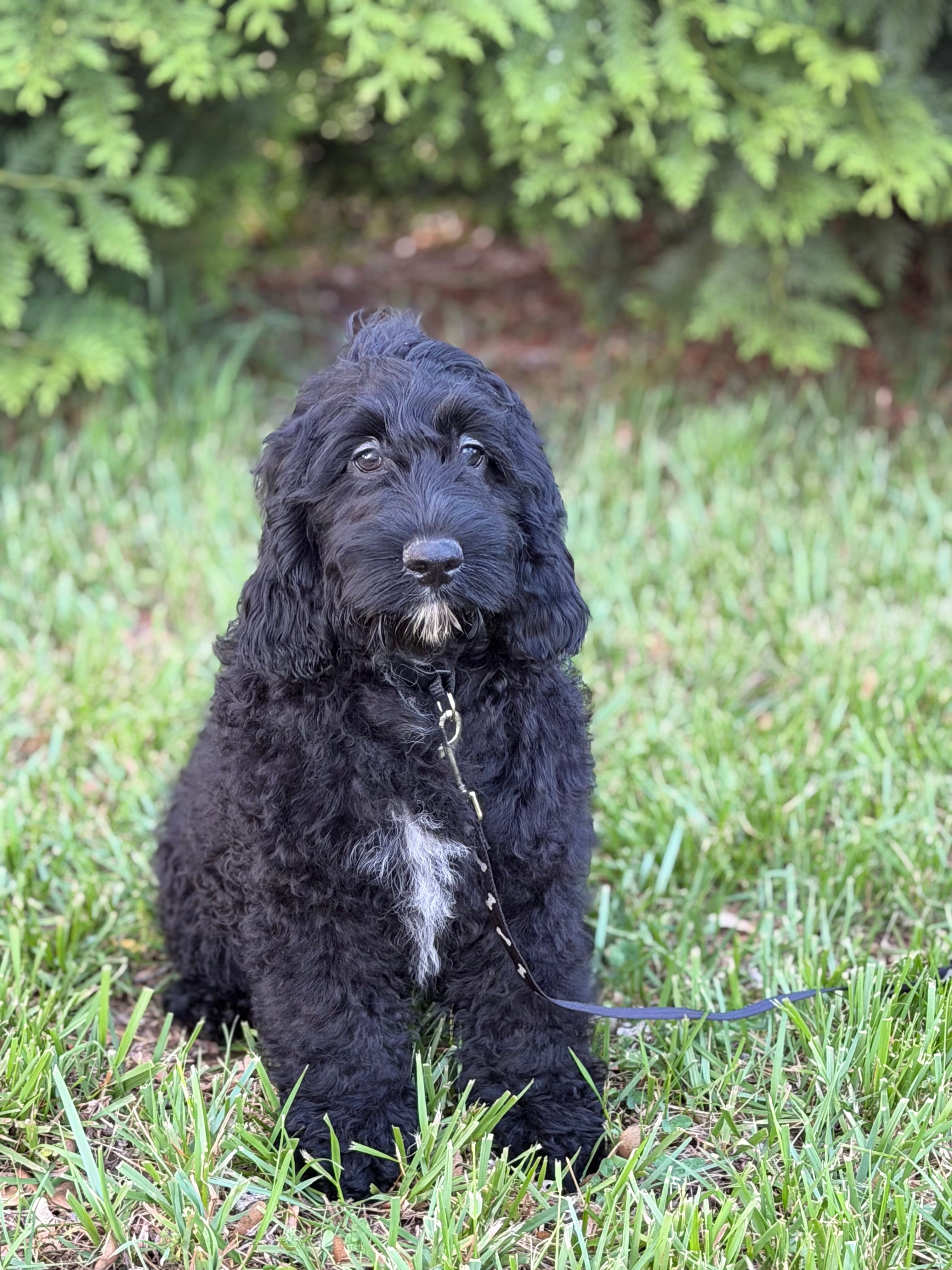 Bentley  – Cockapoo, Miniature Goldendoodle puppy for sale in Boonville, NC