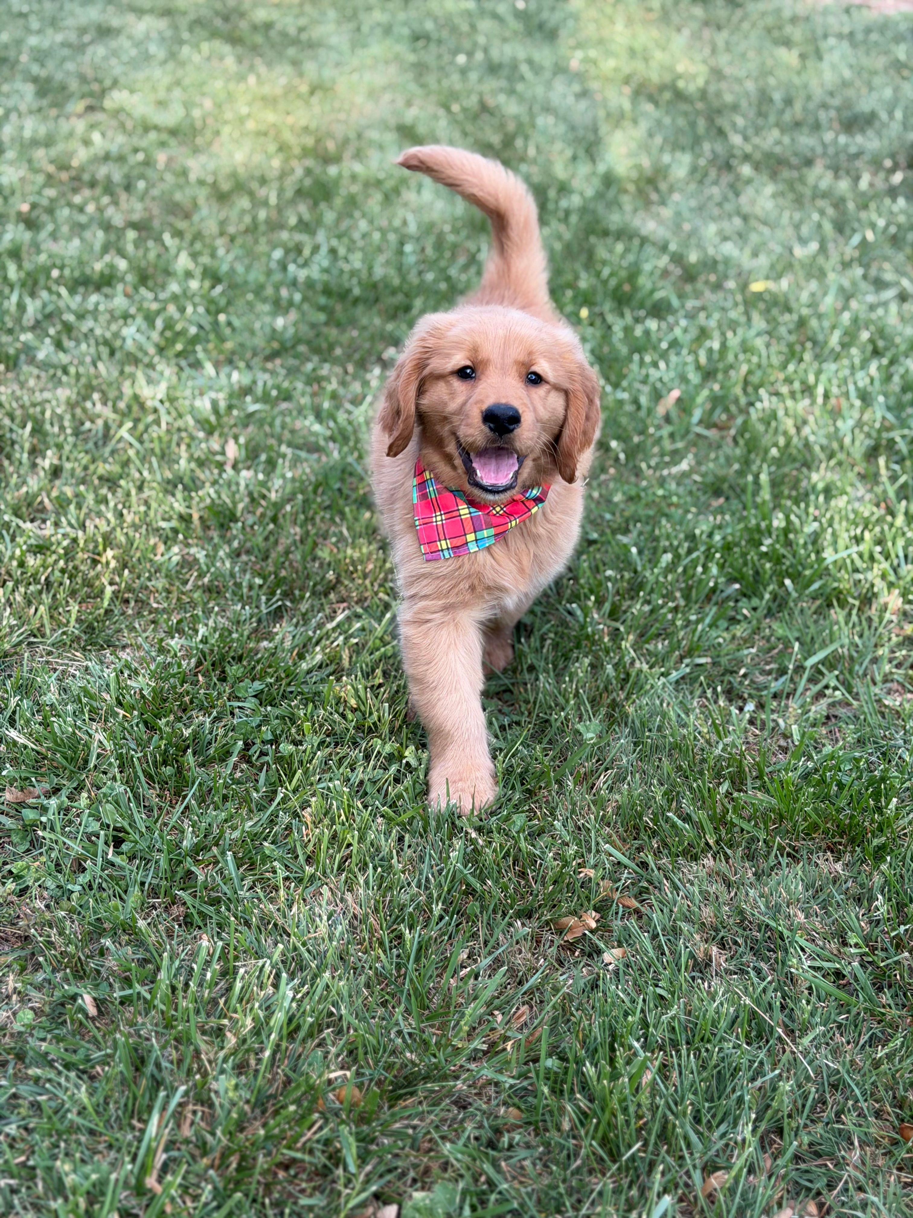 Bronson  – Golden Retriever puppy for sale in Boonville, NC