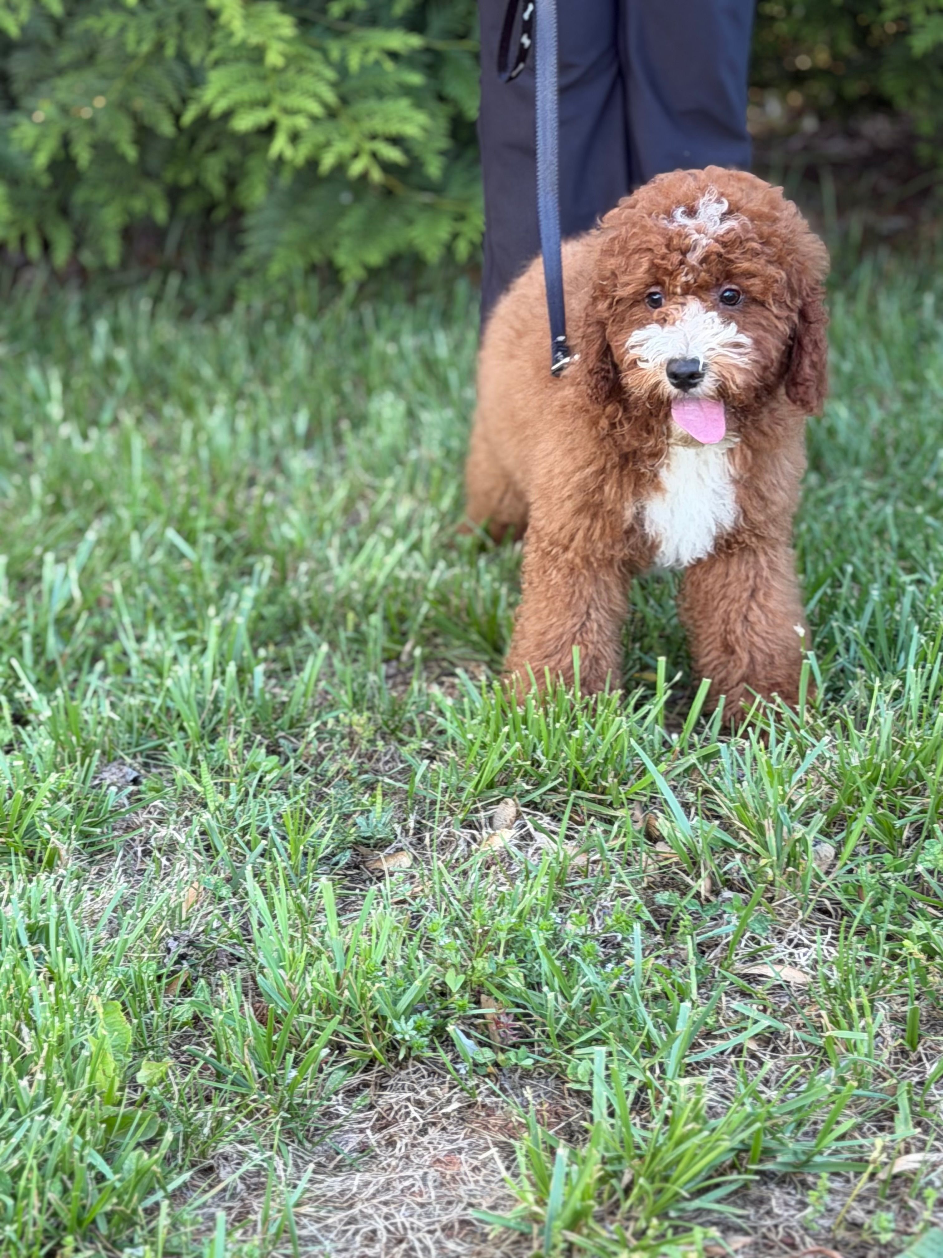 Murphy  – Cockapoo, Miniature Goldendoodle puppy for sale in Boonville, NC