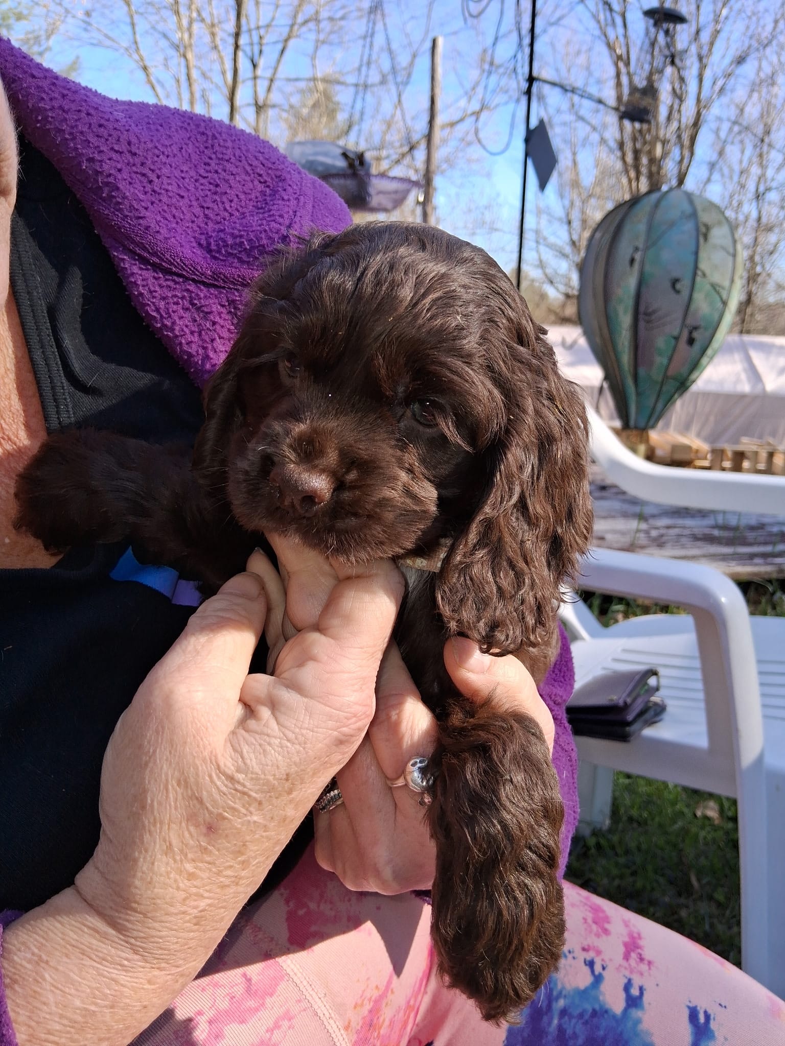 Tootsie – Cocker Spaniel puppy for sale in Pembroke, NH