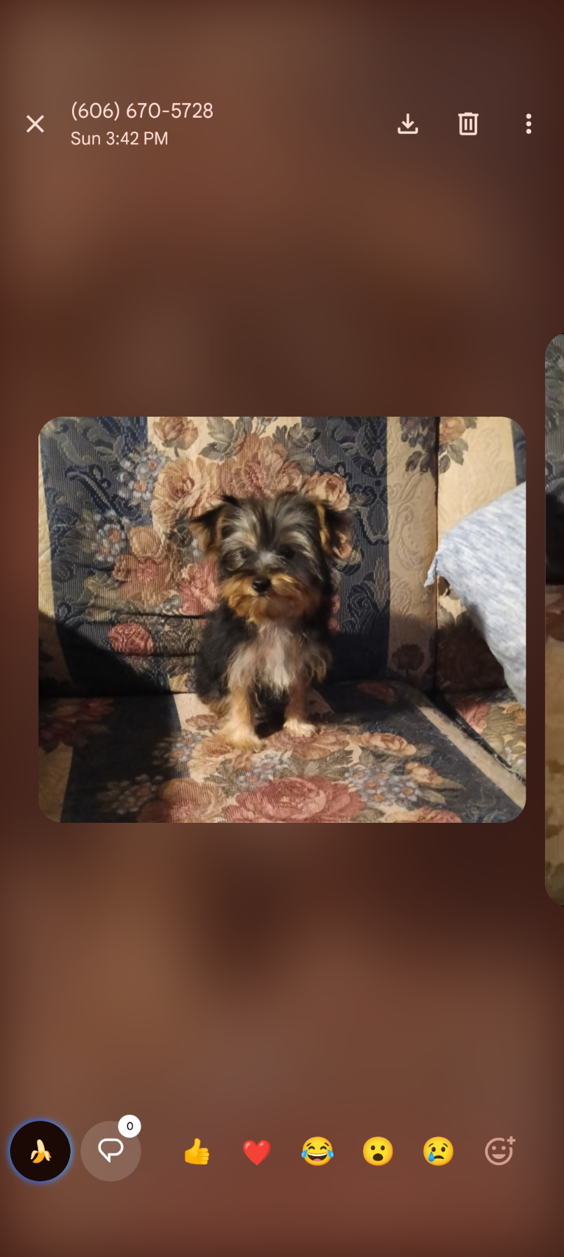 Maggie – Yorkshire Terrier puppy for sale in London, KY