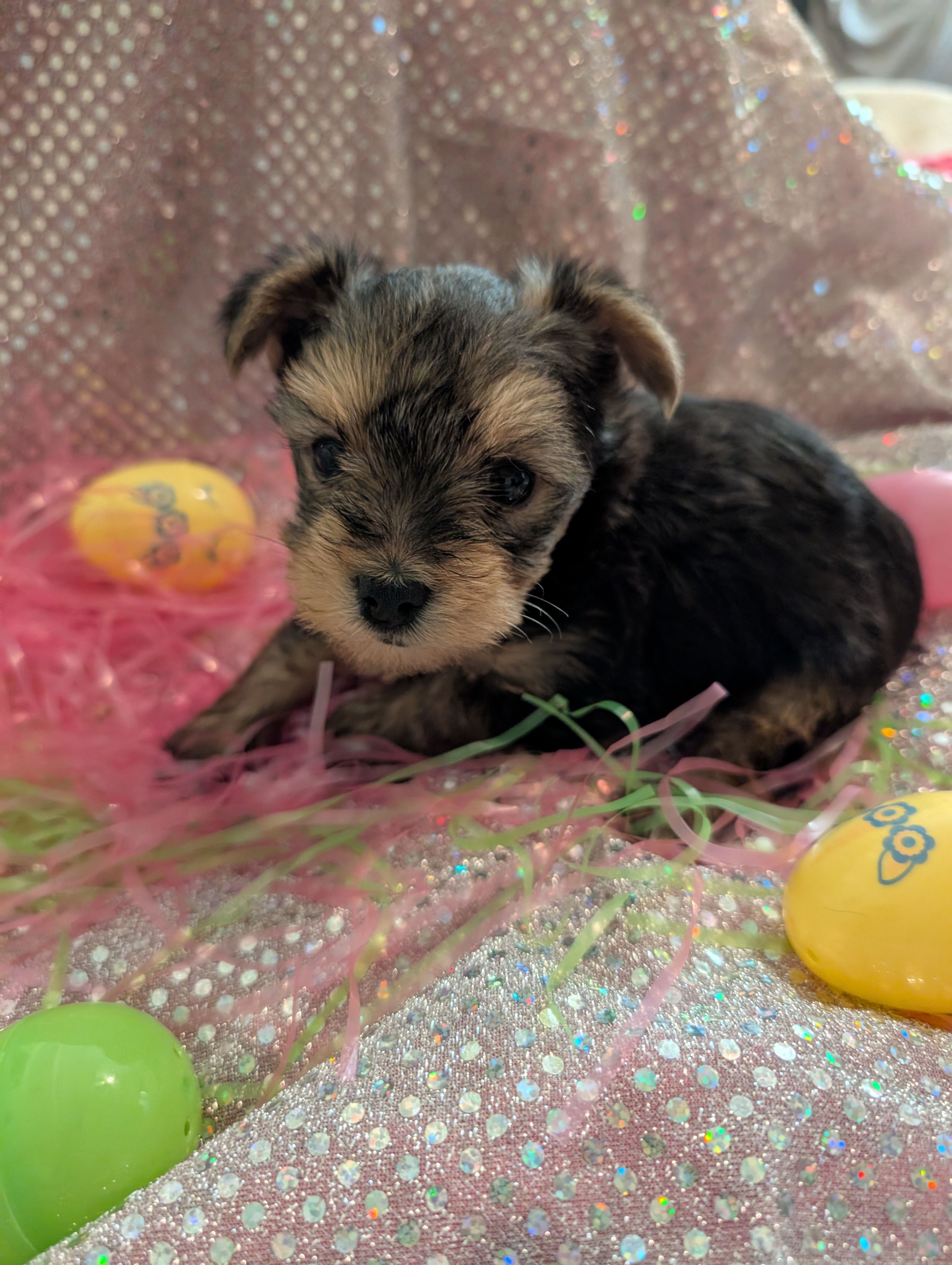 Maverick  – Yorkshire Terrier puppy for sale in London, KY