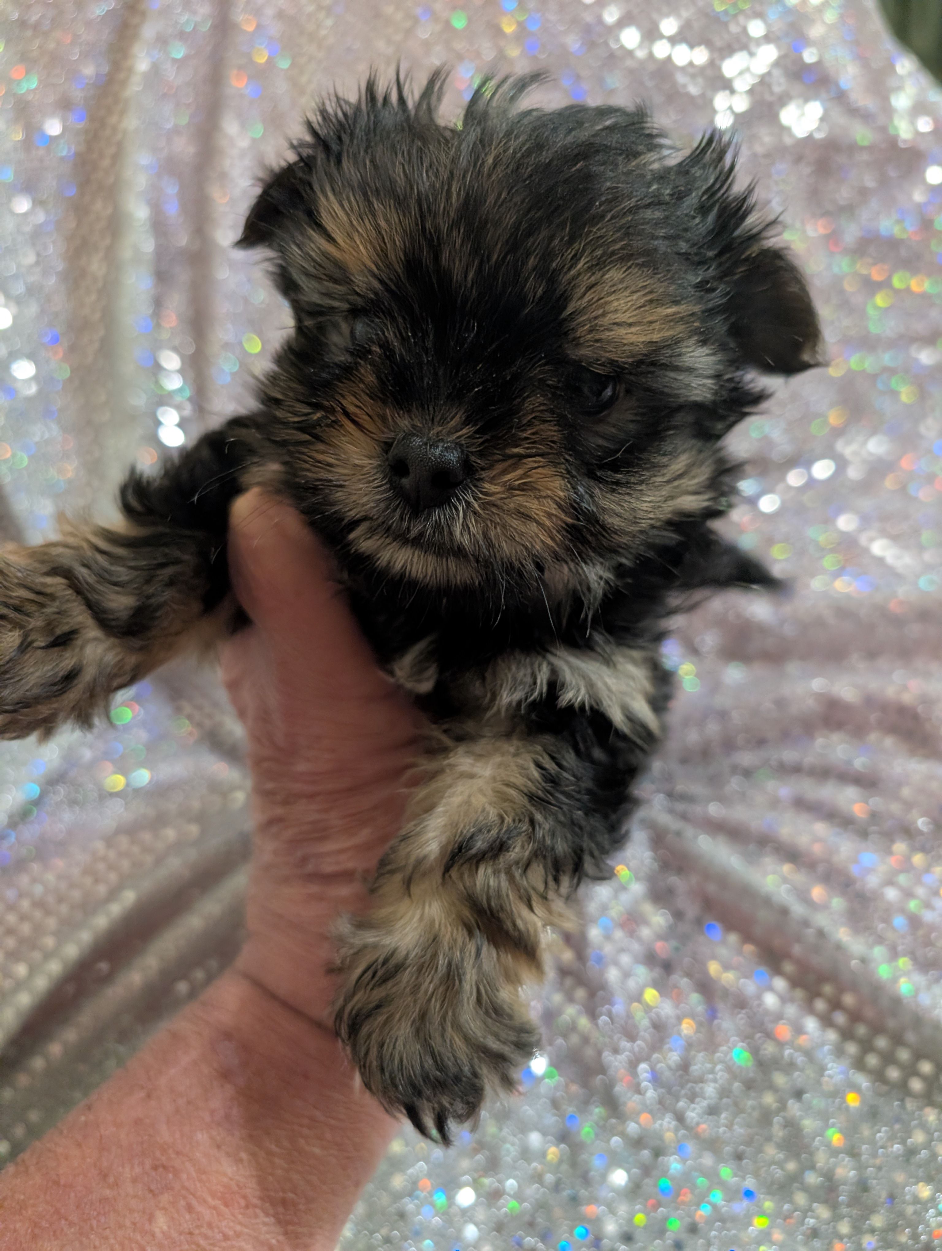 Jelly bean – Yorkipoo puppy for sale in London, KY