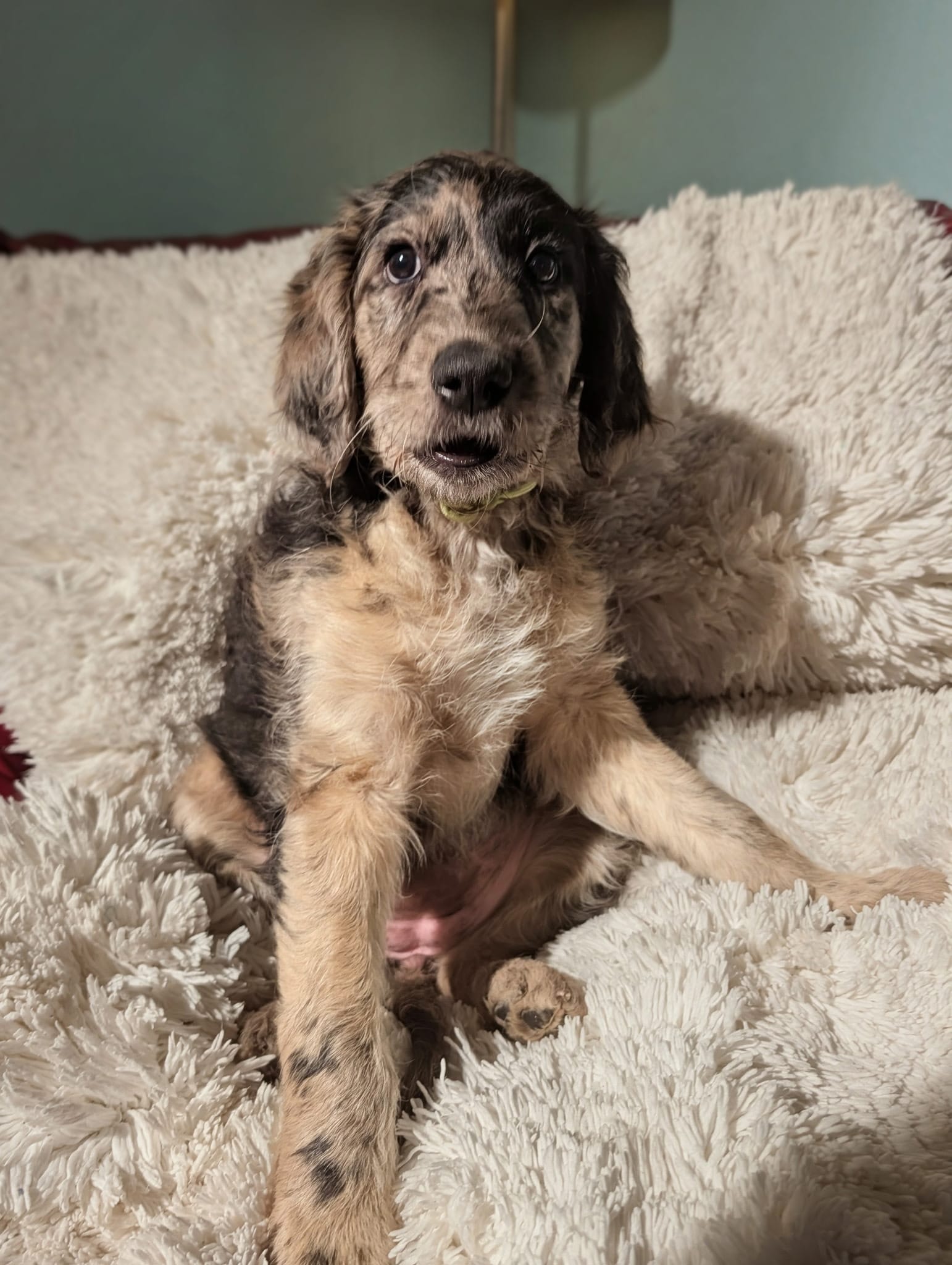 Trixie – Goldendoodle, Labradoodle puppy for sale in Rio Rancho, NM