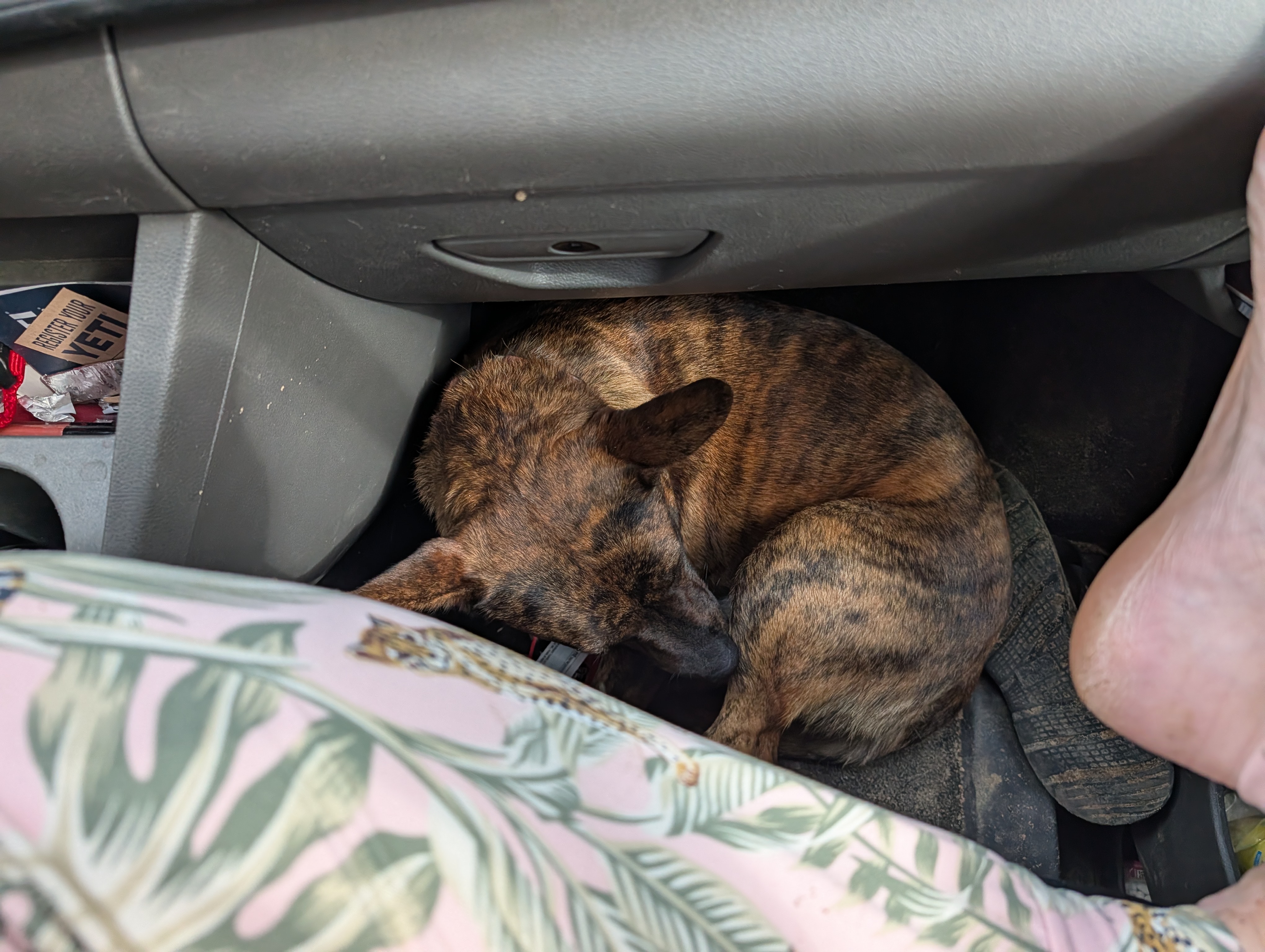 Rubi – Australian Cattle Dog puppy for sale in Carbon Hill, AL