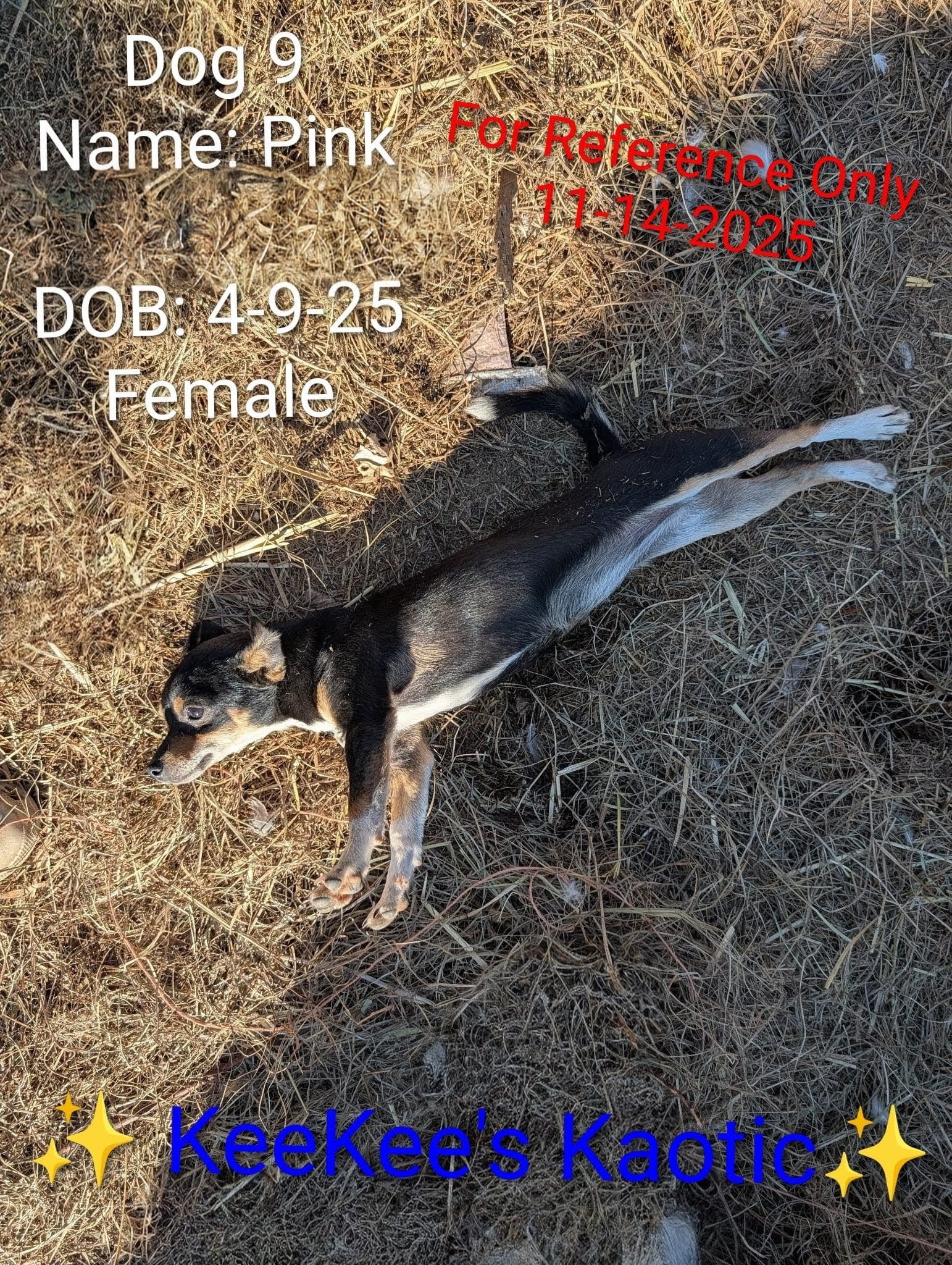 Pink – Chihuahua puppy for sale in Carbon Hill, AL