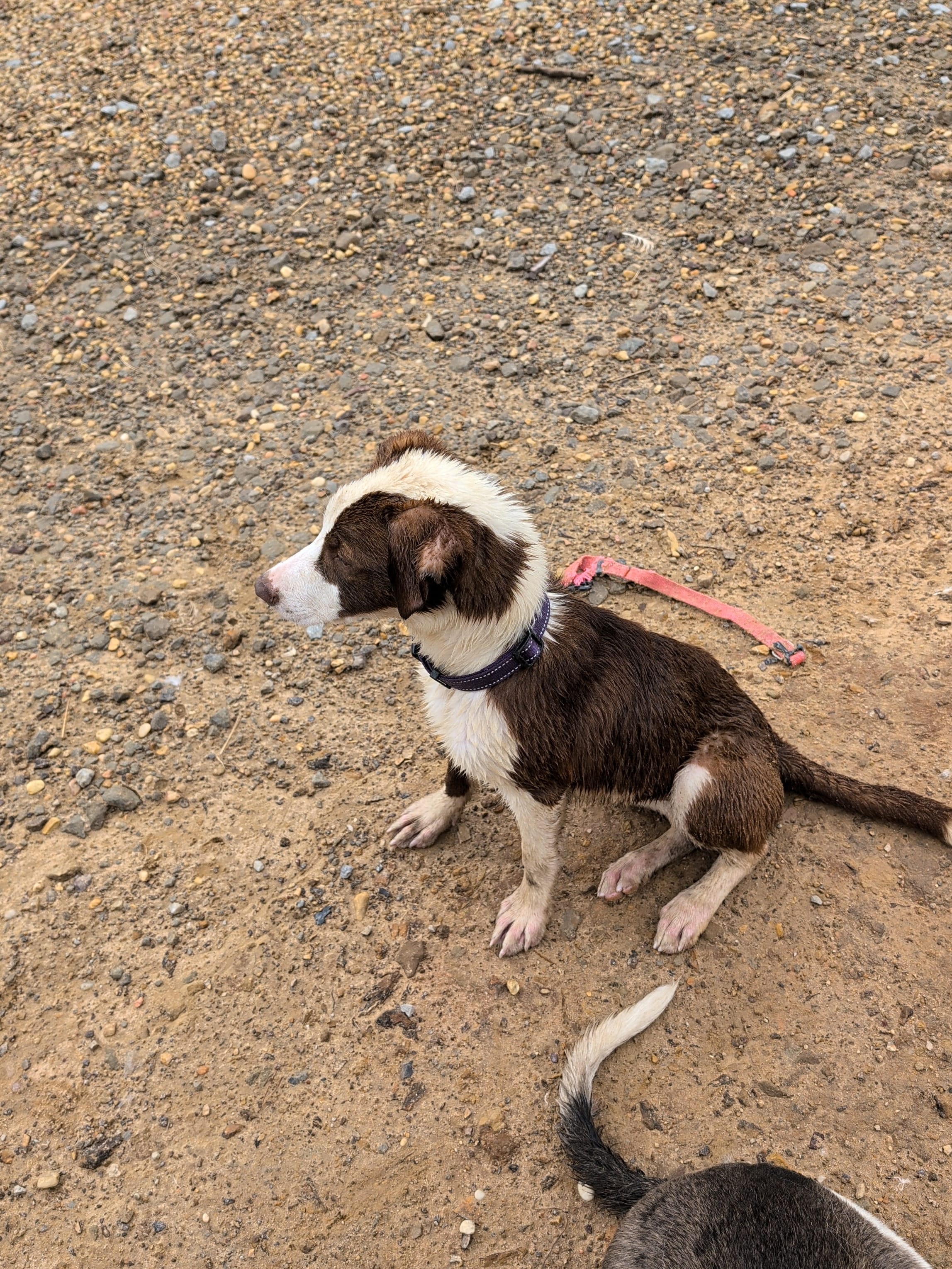 Prancer  – Australian Shepherd puppy for sale in Carbon Hill, AL