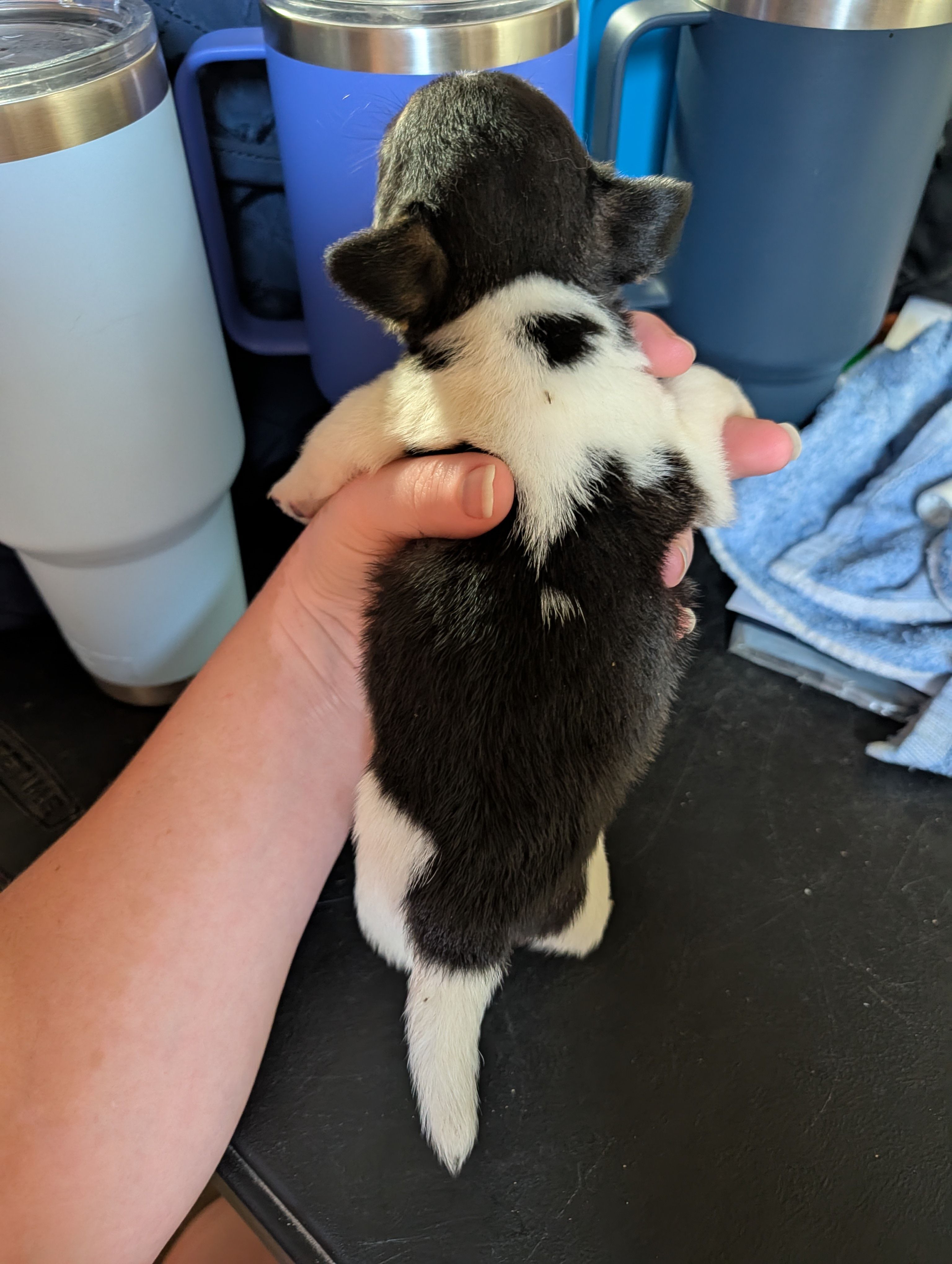 Winchesters Daughter  – Chihuahua puppy for sale in Carbon Hill, AL