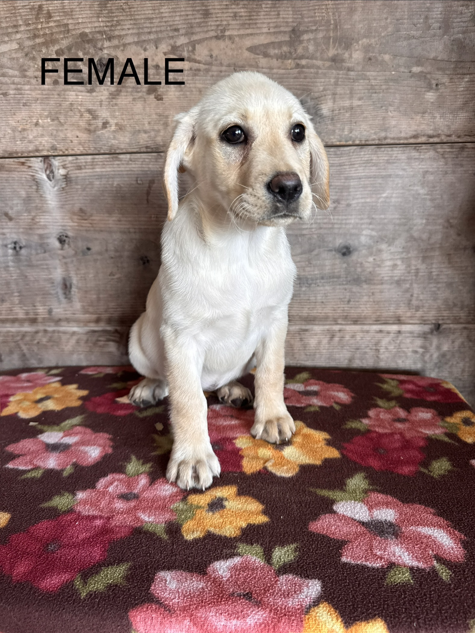Female – Labrador Retriever puppy for sale in Vermontville, MI