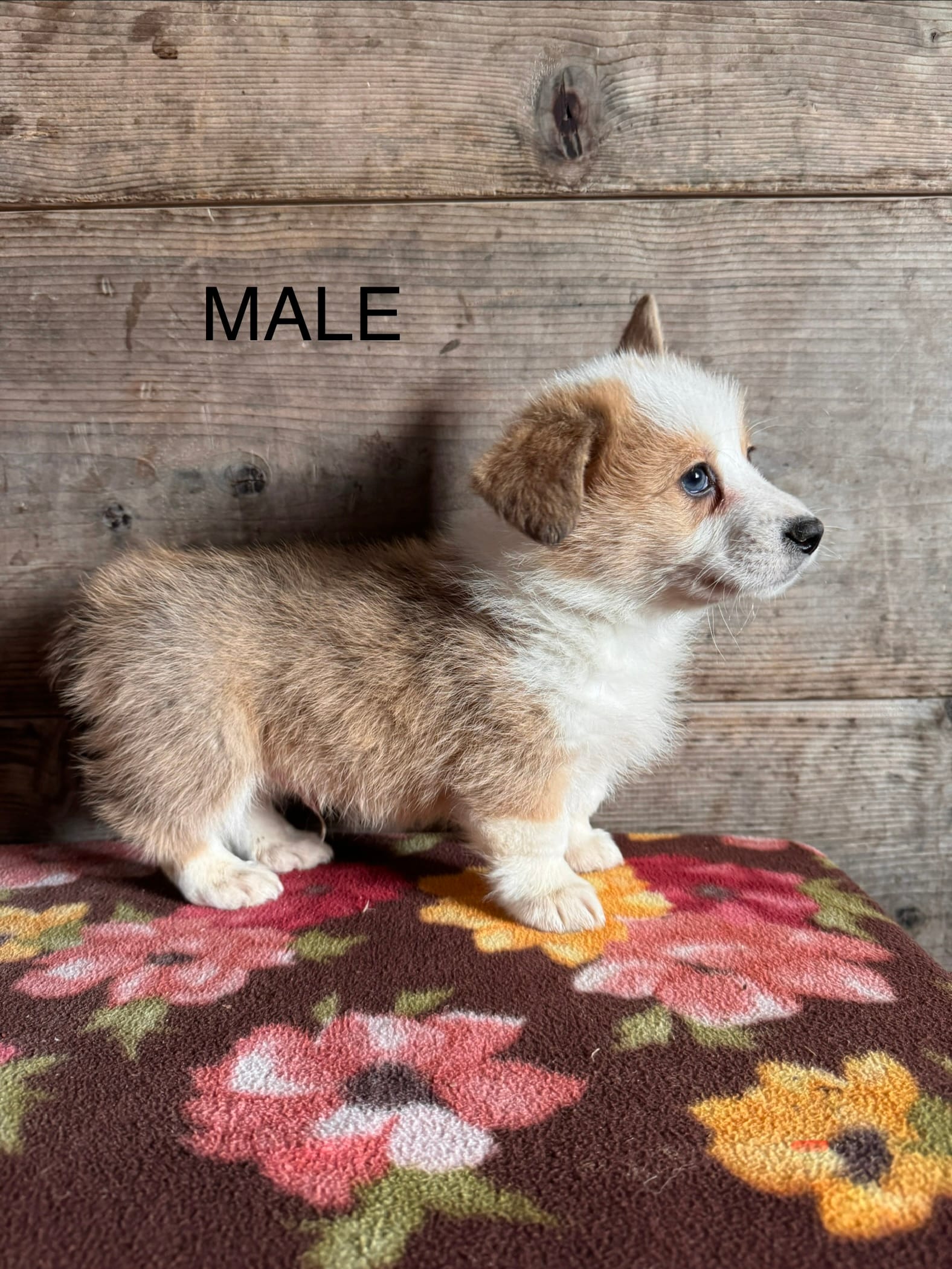 Male  – Pembroke Welsh Corgi puppy for sale in Vermontville, MI