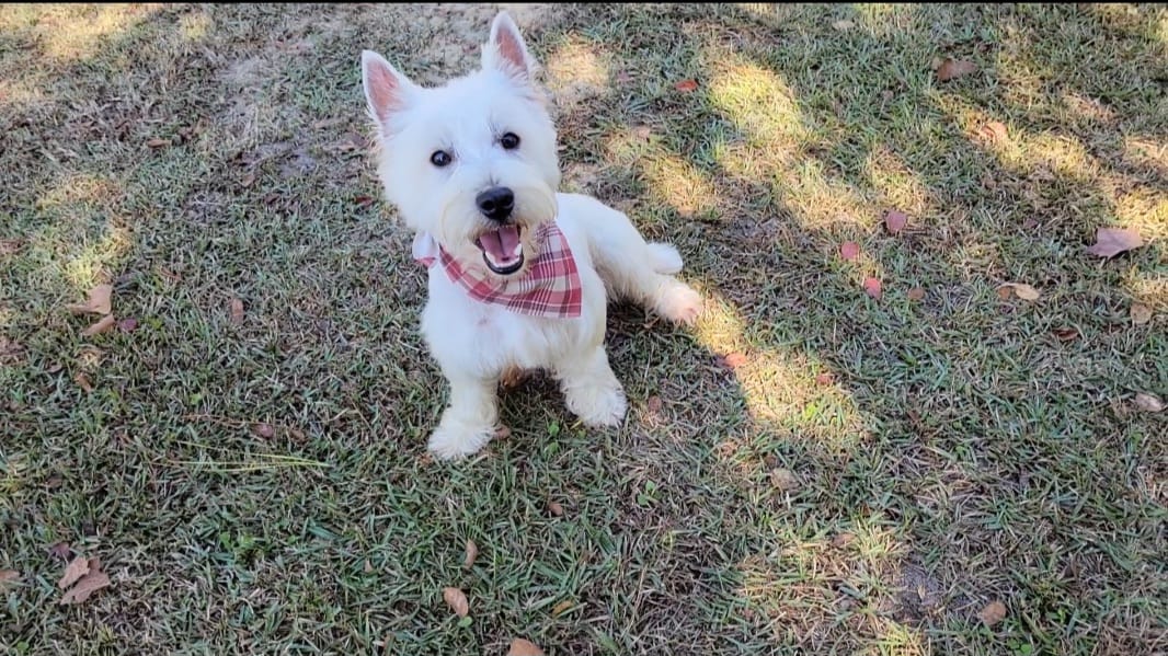 Duke – West Highland White Terrier puppy for sale in Rincon, GA
