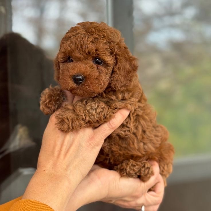Sassy – Poodle - Toy  puppy for sale in Austin, TX