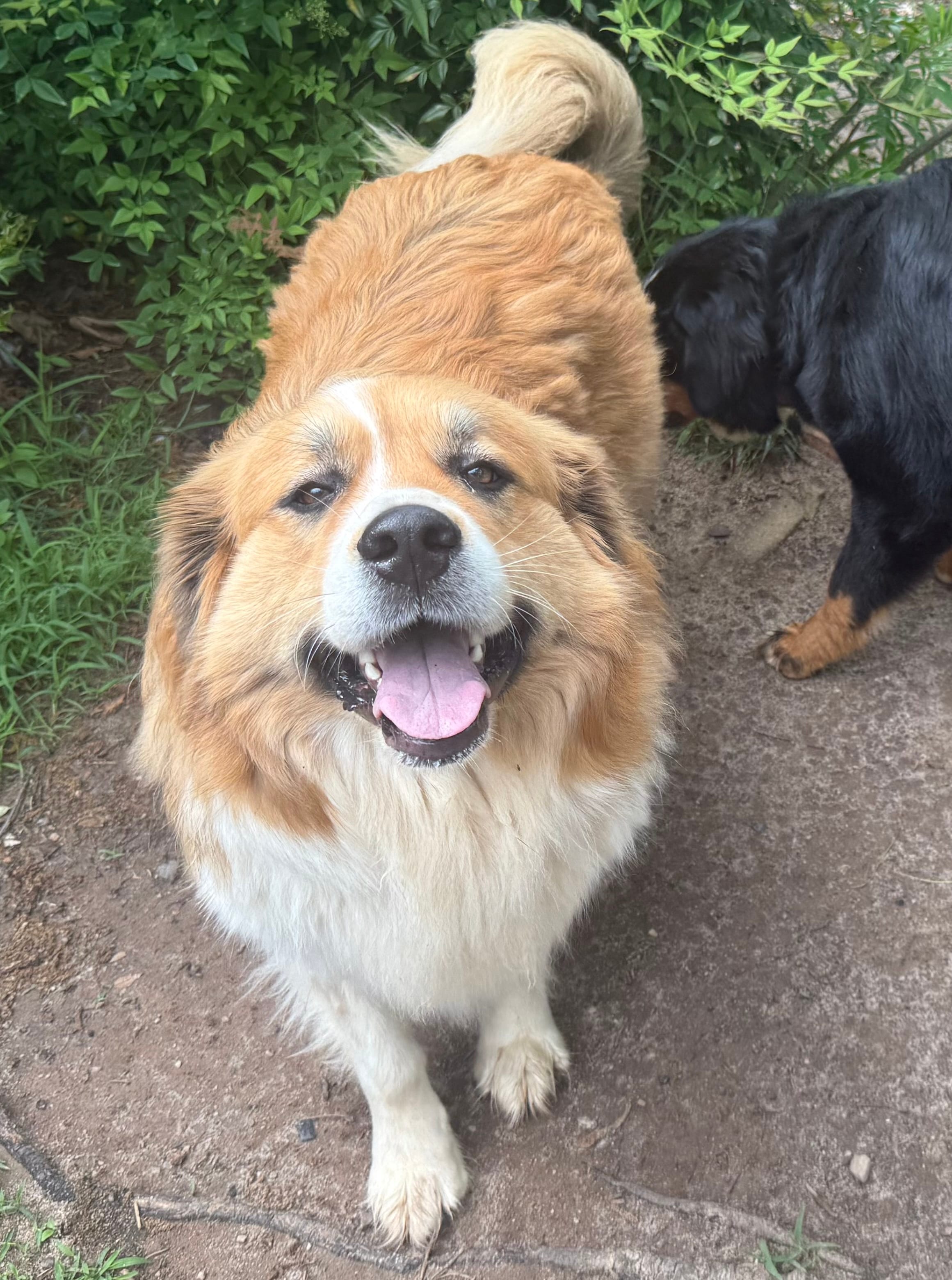 Toffee  – Bernese Mountain Dog, Great Pyrenees puppy for sale in Charleston, SC