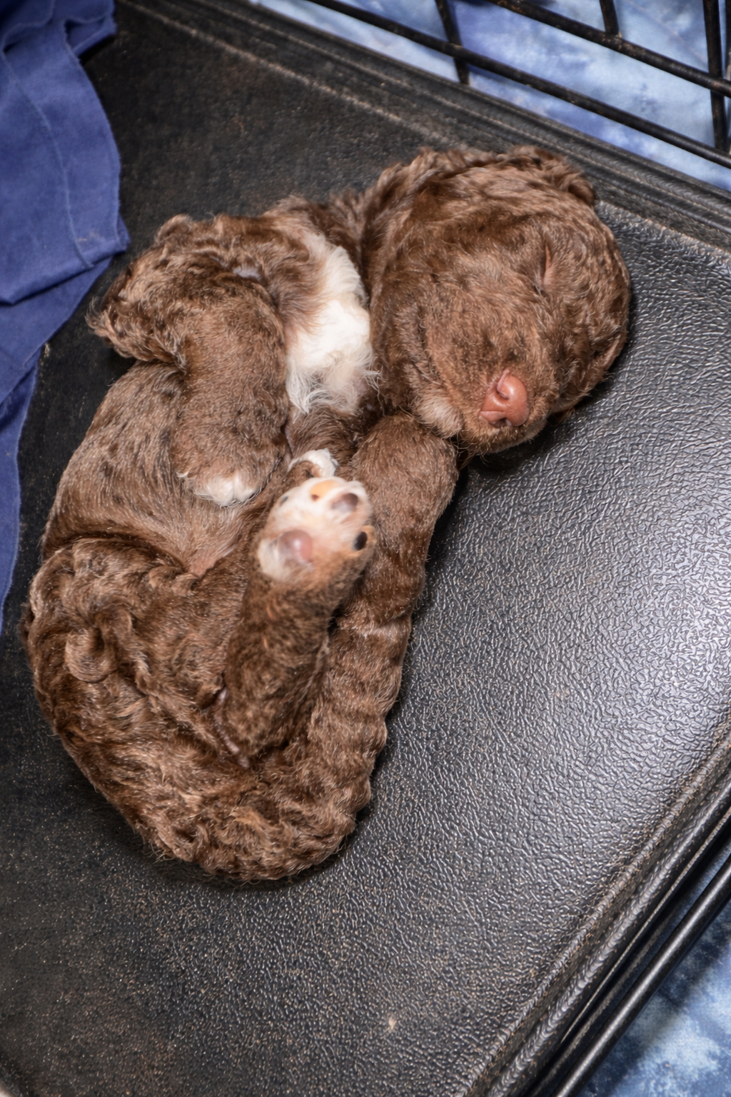 Curly Sue – Goldendoodle, Poodle - Standard  puppy for sale in Lyons, GA