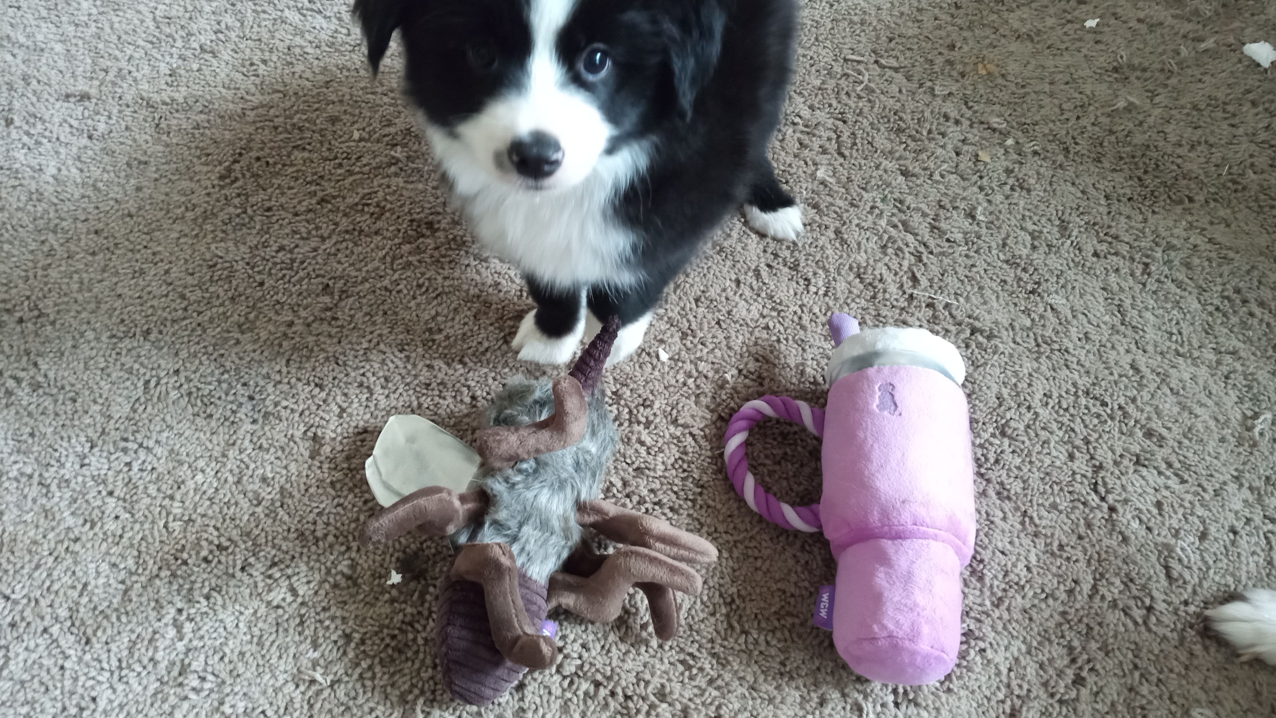 Sharky – Toy Australian Shepherd puppy for sale in Conroe, TX