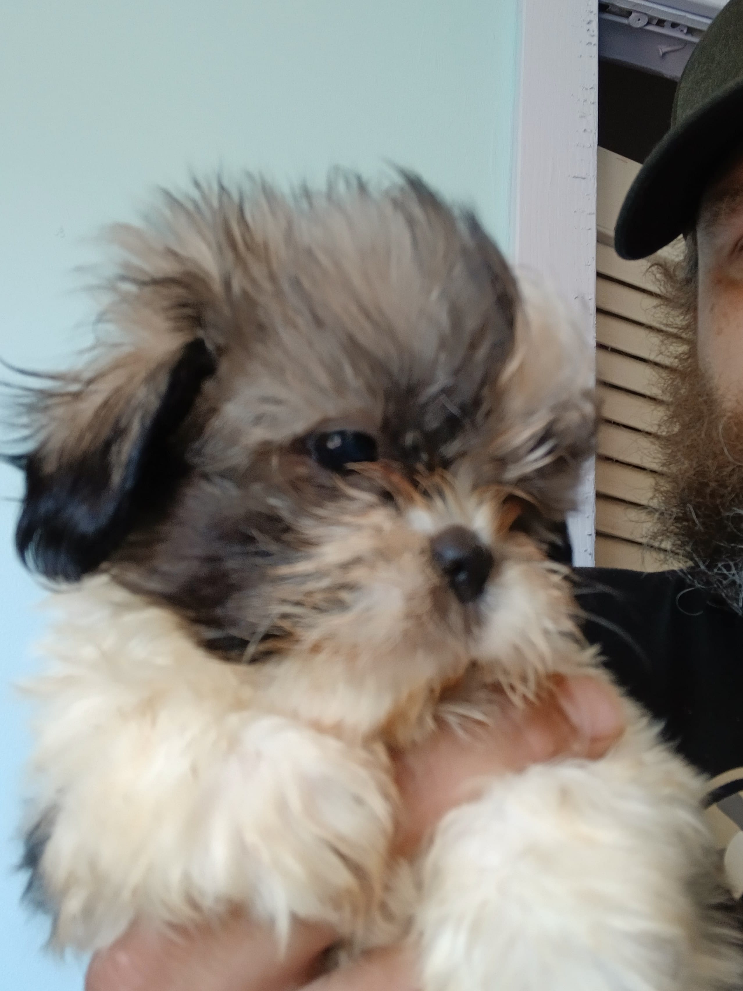 Katniss – Shih Tzu puppy for sale in Boonville, NC