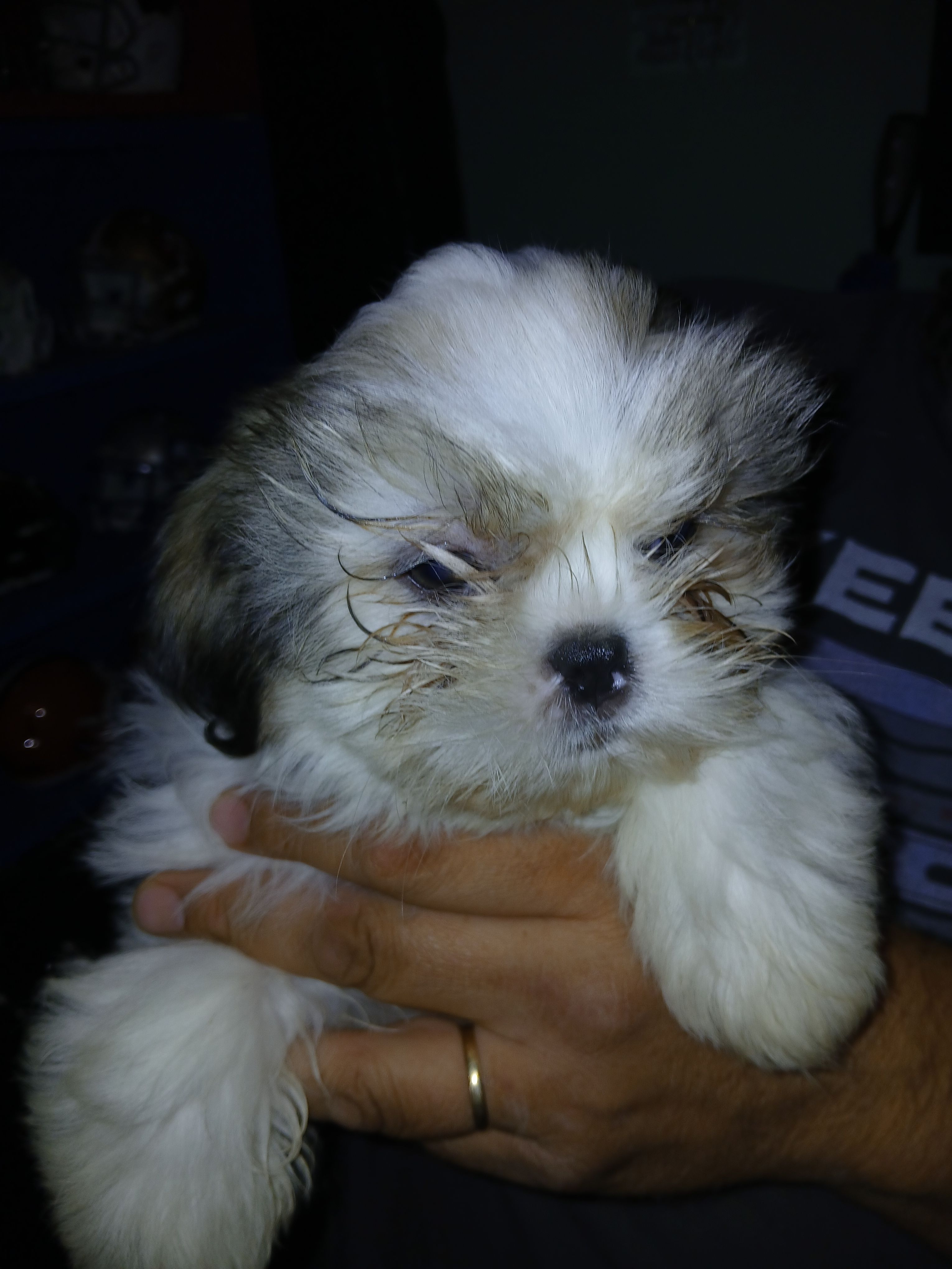 Viktor – Shih Tzu puppy for sale in Mount Airy, NC