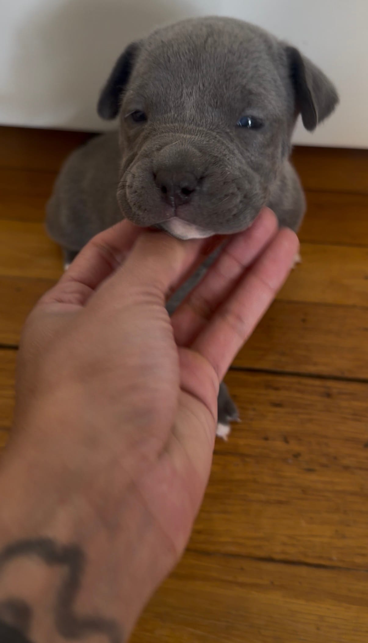 Stella  – American Pit Bull Terrier puppy for sale in East Hartford, CT