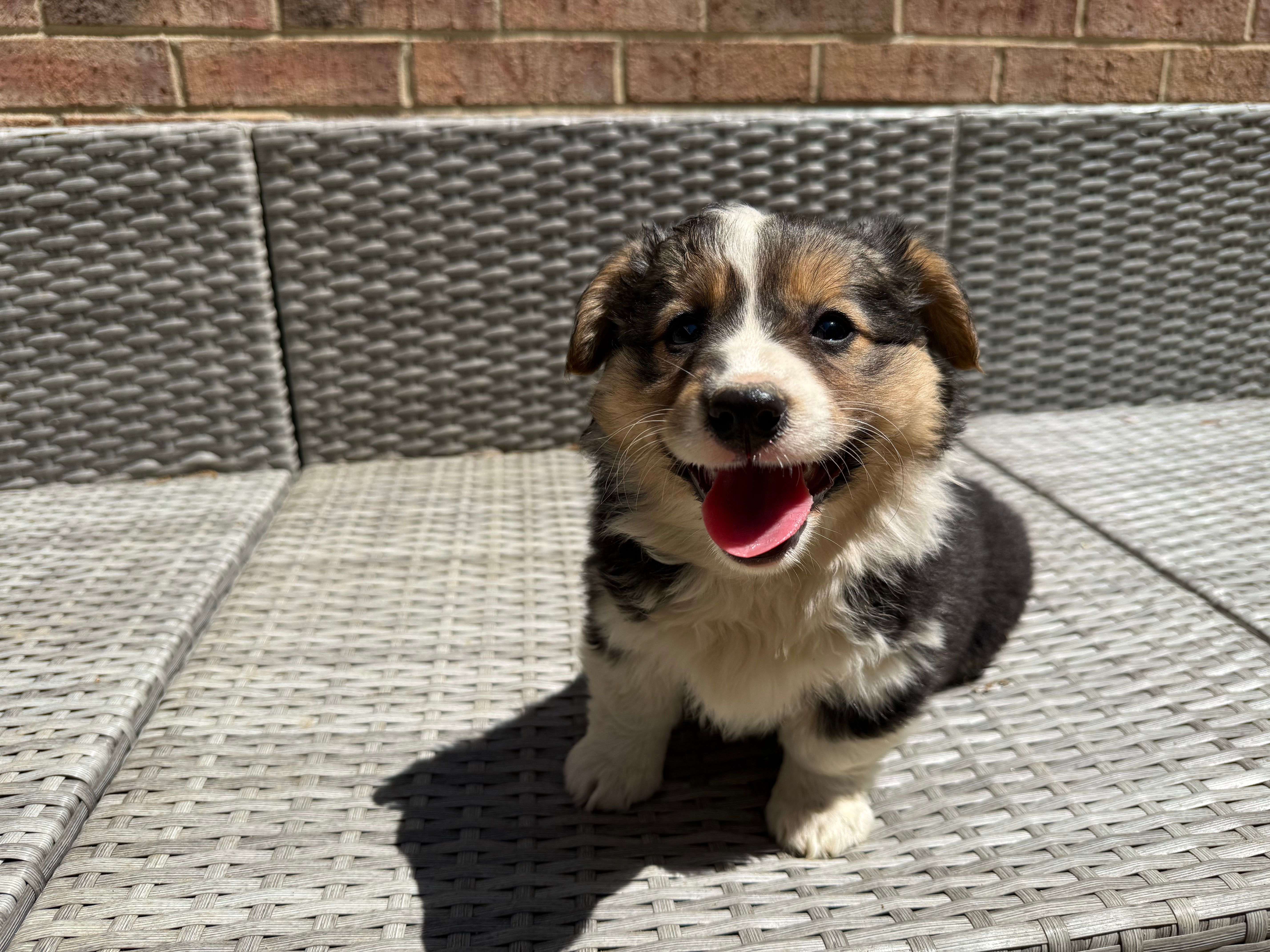 Julie – Pembroke Welsh Corgi puppy for sale in Waldorf, MD