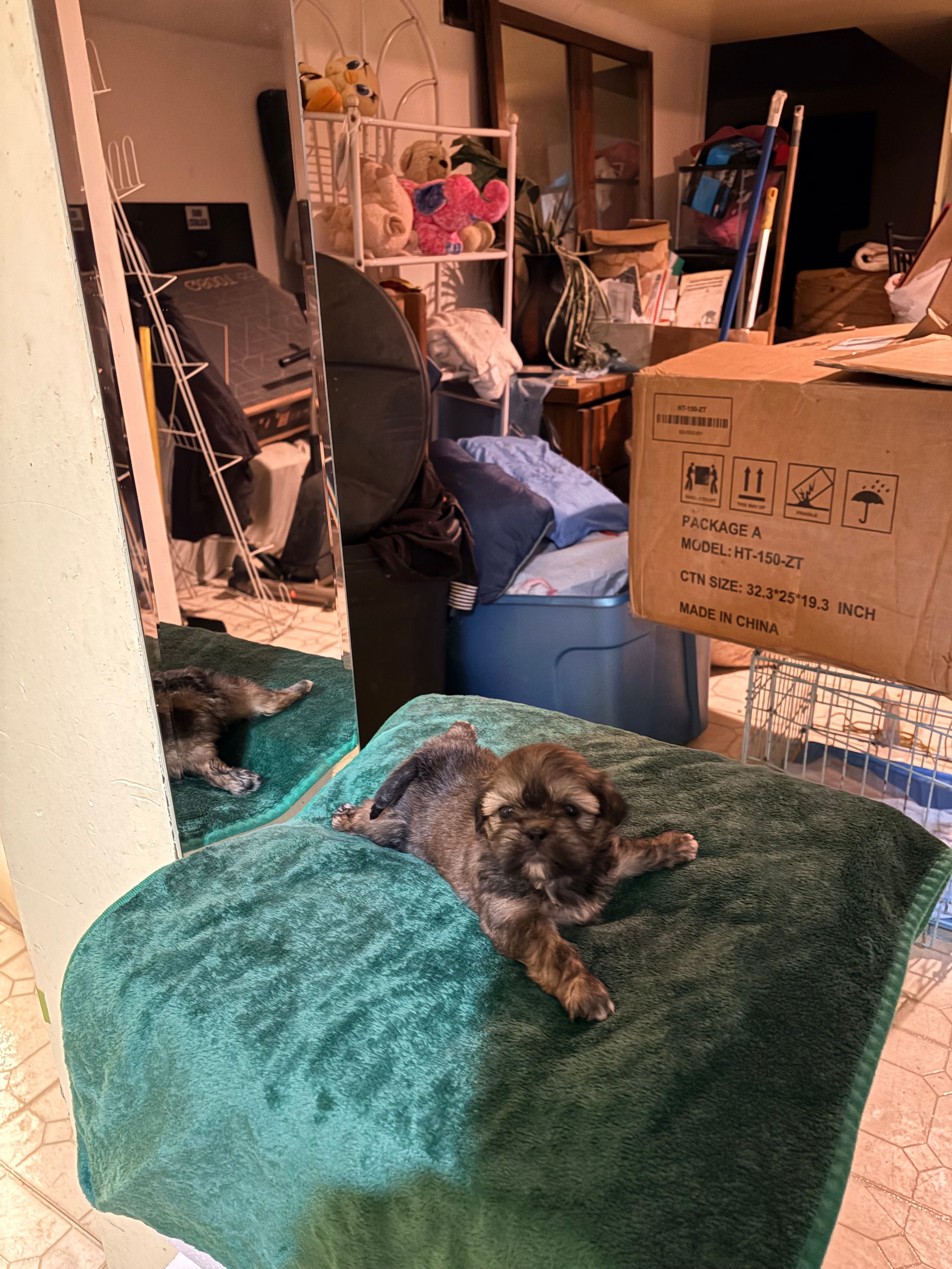 Missy – Shih Tzu puppy for sale in Chicago, IL